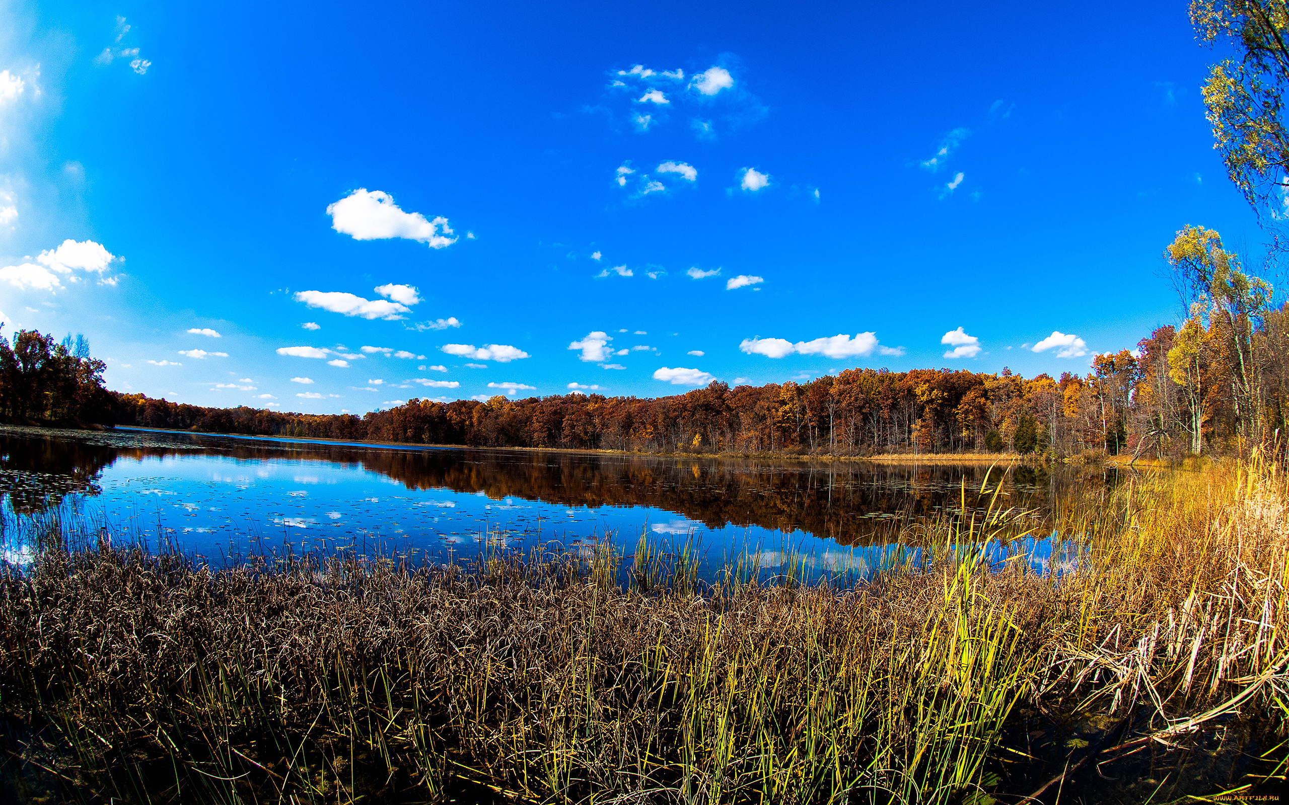 природа, реки, озера, камыш