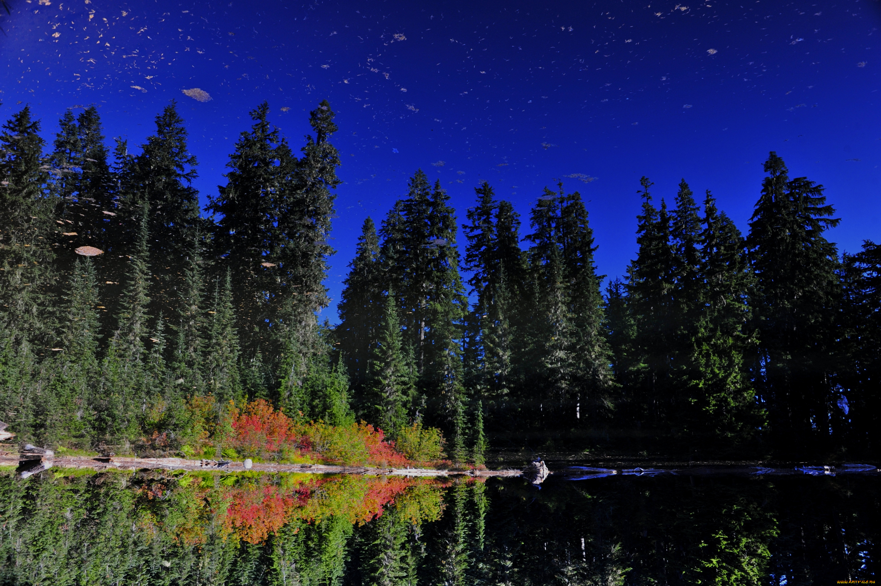 природа, деревья, пейзаж