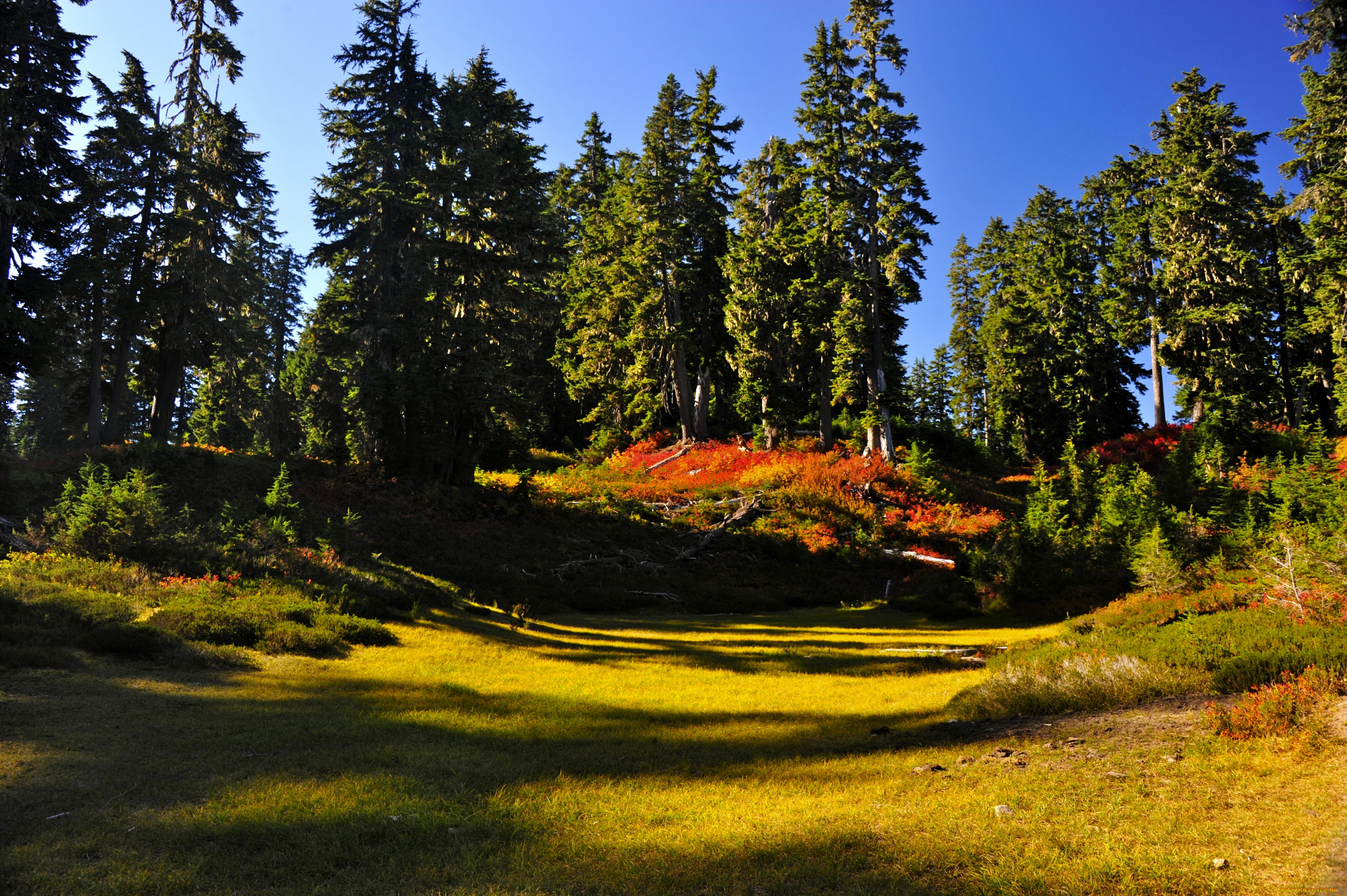 природа, деревья, пейзаж