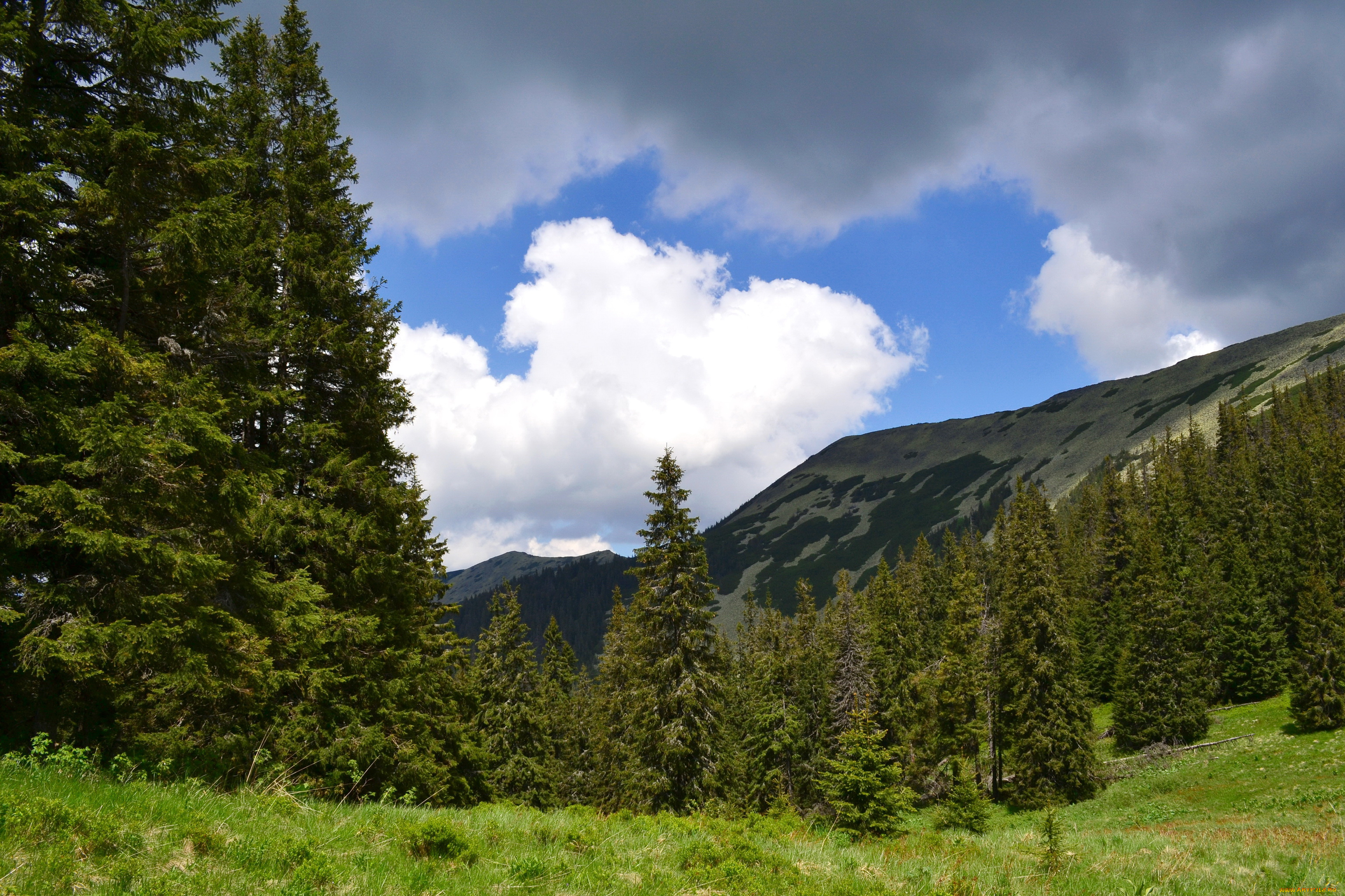 украина, горгани, довбушанка, природа, горы, лес