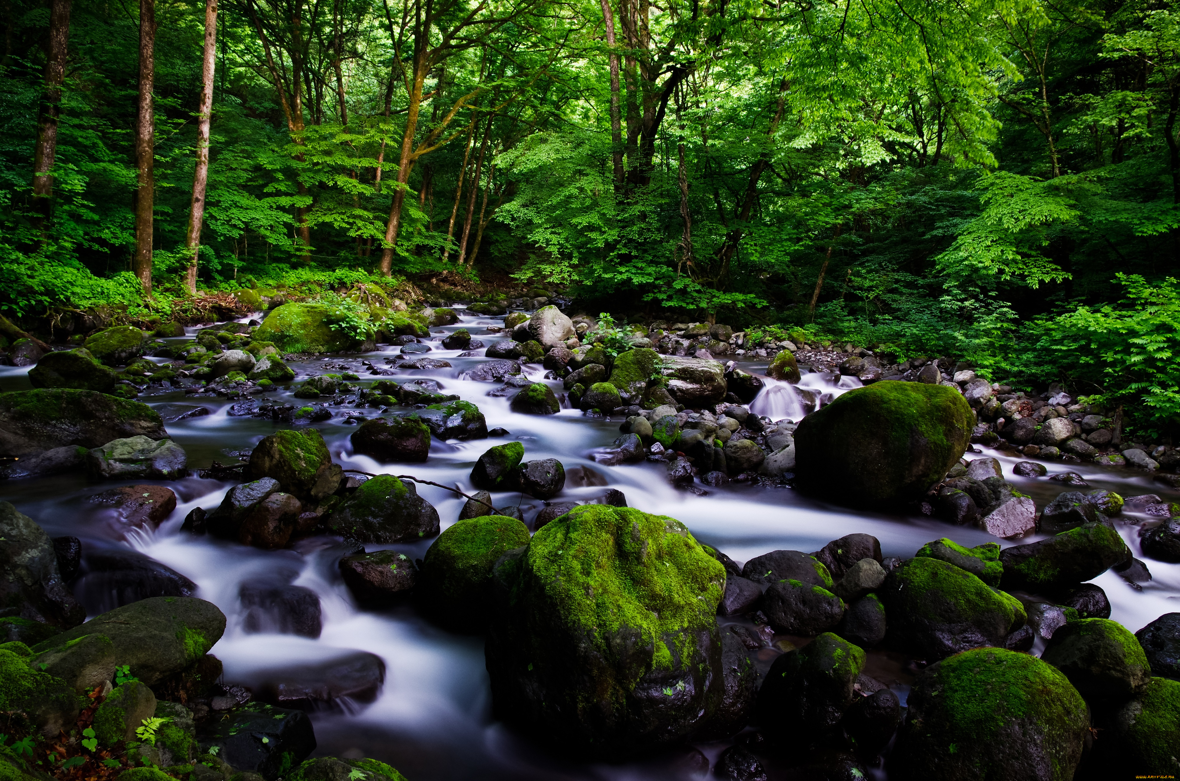 природа, лес, вода