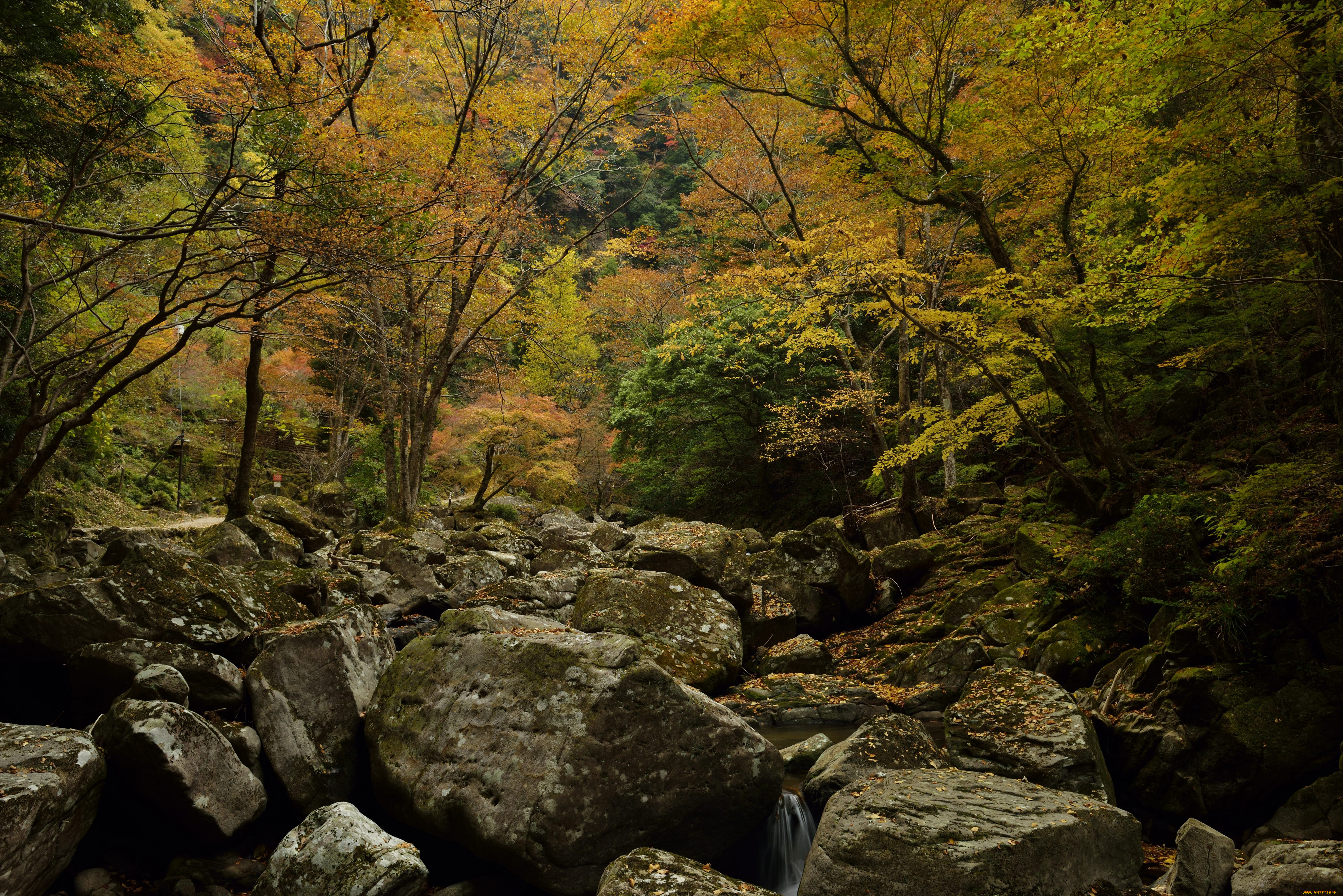 природа, лес