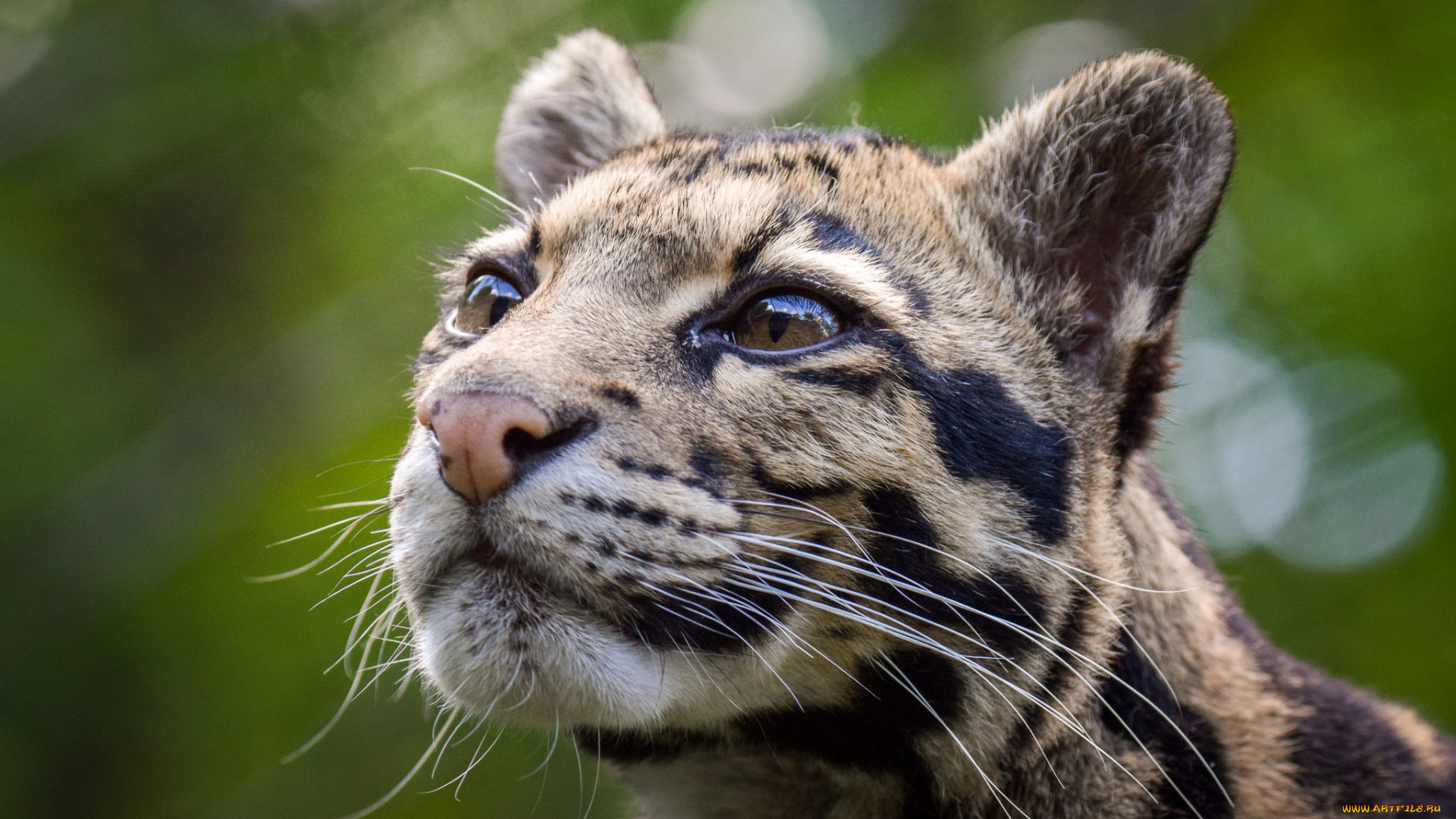 clouded, leopard, животные, дымчатые, леопарды, леопард