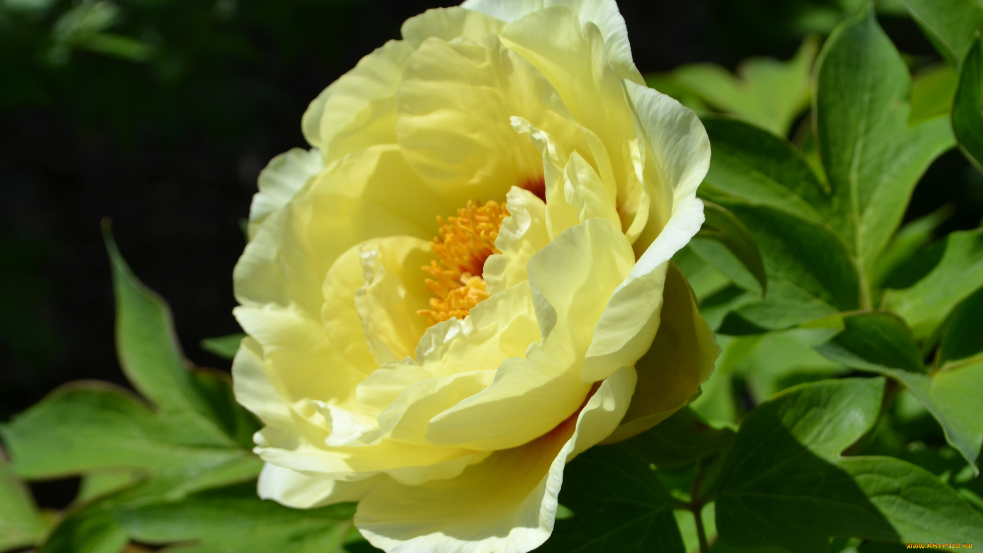 цветы, пионы, лепестки, лето, макро, желтый, пион