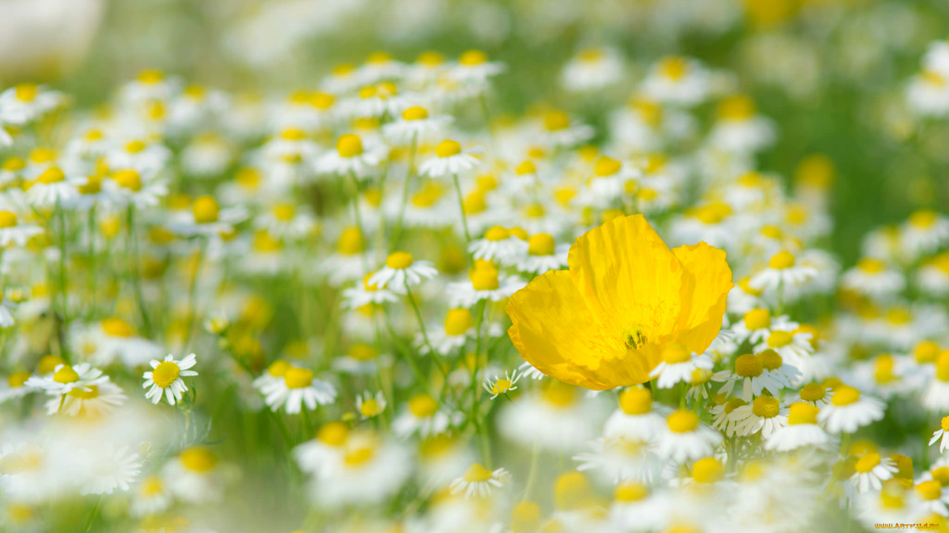 цветы, разные, вместе, мак, ромашки, луг