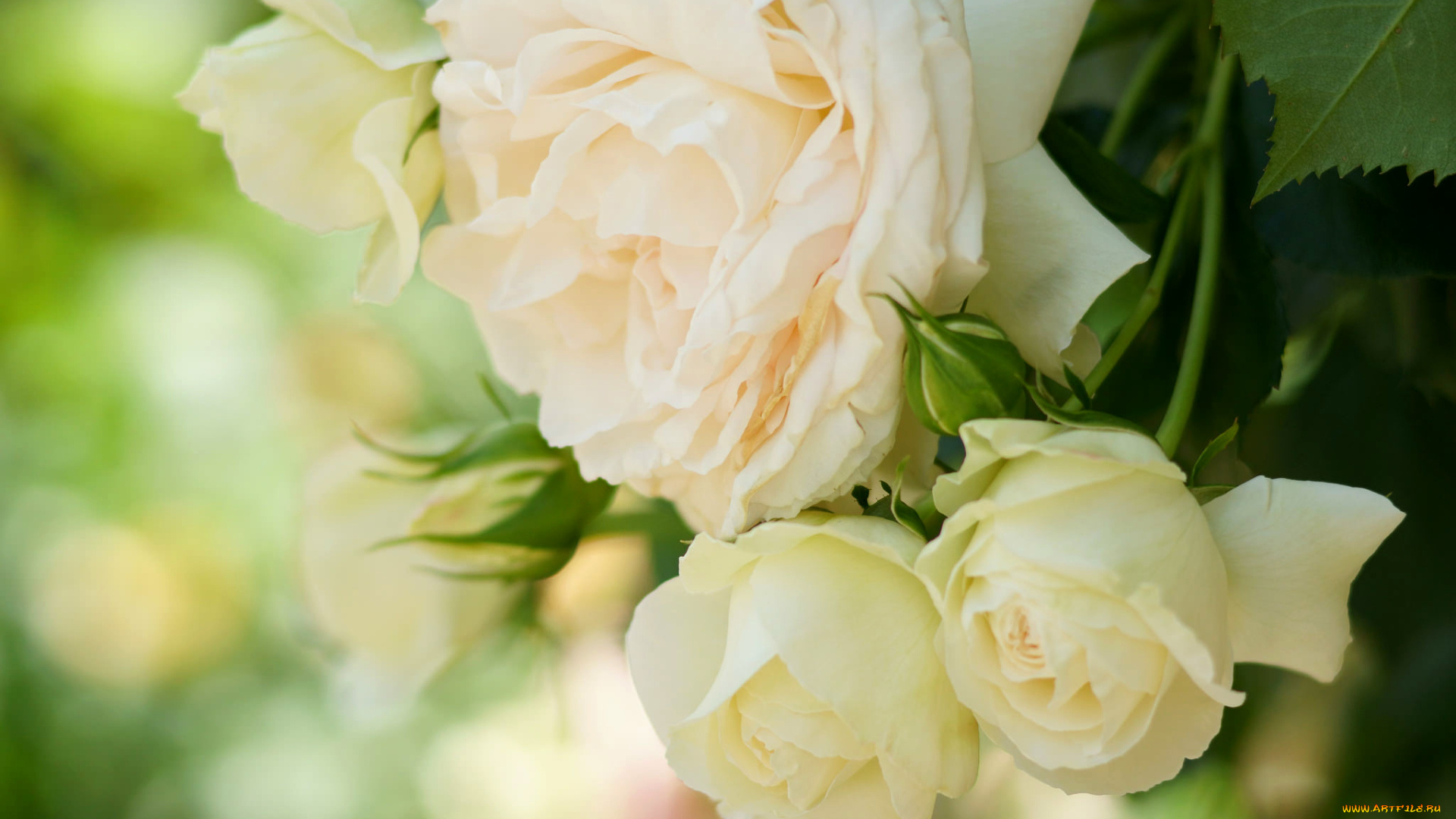 цветы, розы, нежность, лепестки, кремовые