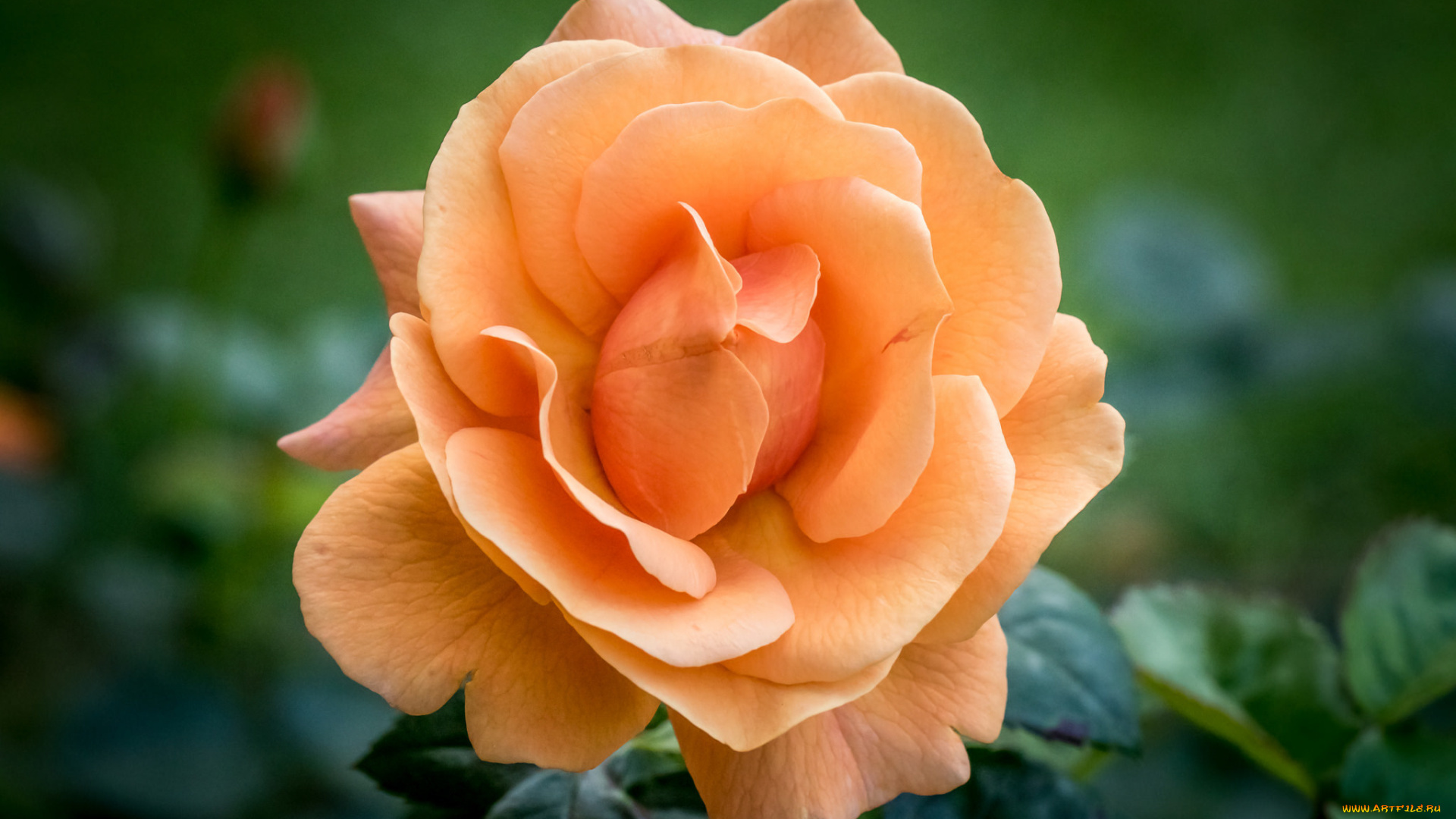 цветы, розы, роза, бутон, оранжевая, макро, лепестки