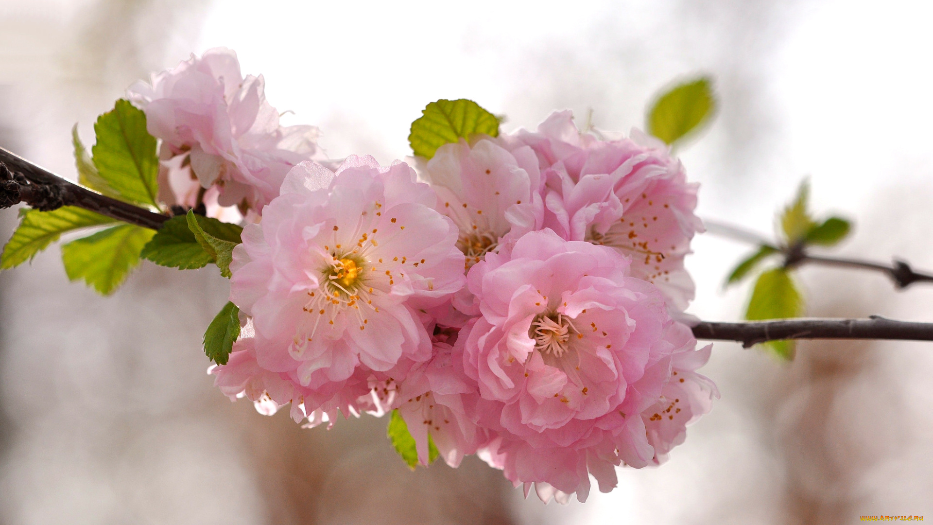 цветы, сакура, , вишня, нежность, весна, вишня, розовый, ветка