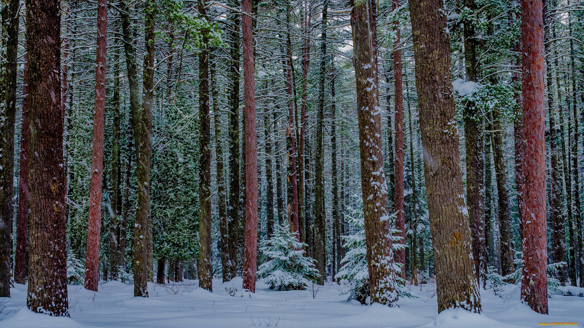 природа, лес, деревья, снег