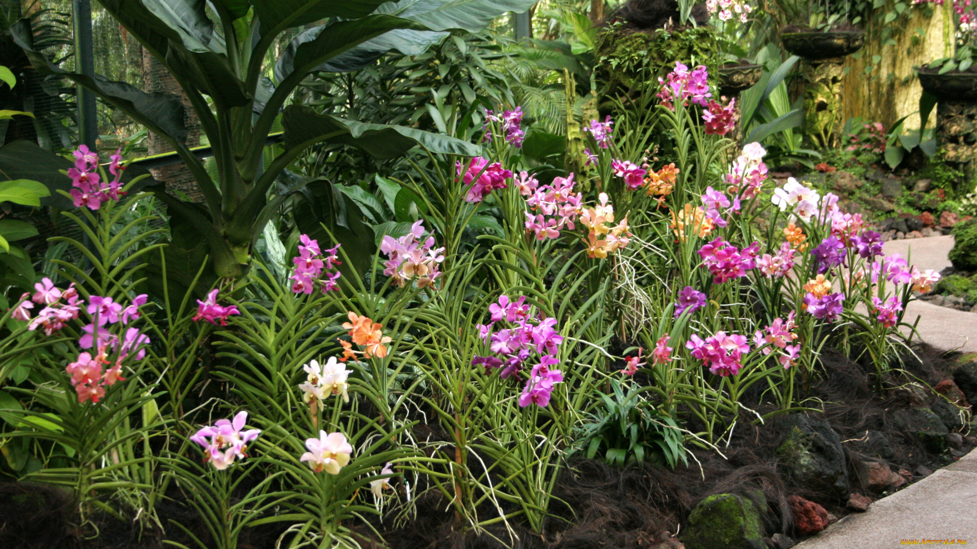 сад, орхидей, в, сингапуре, природа, парк, сингапур, орхидеи, сад