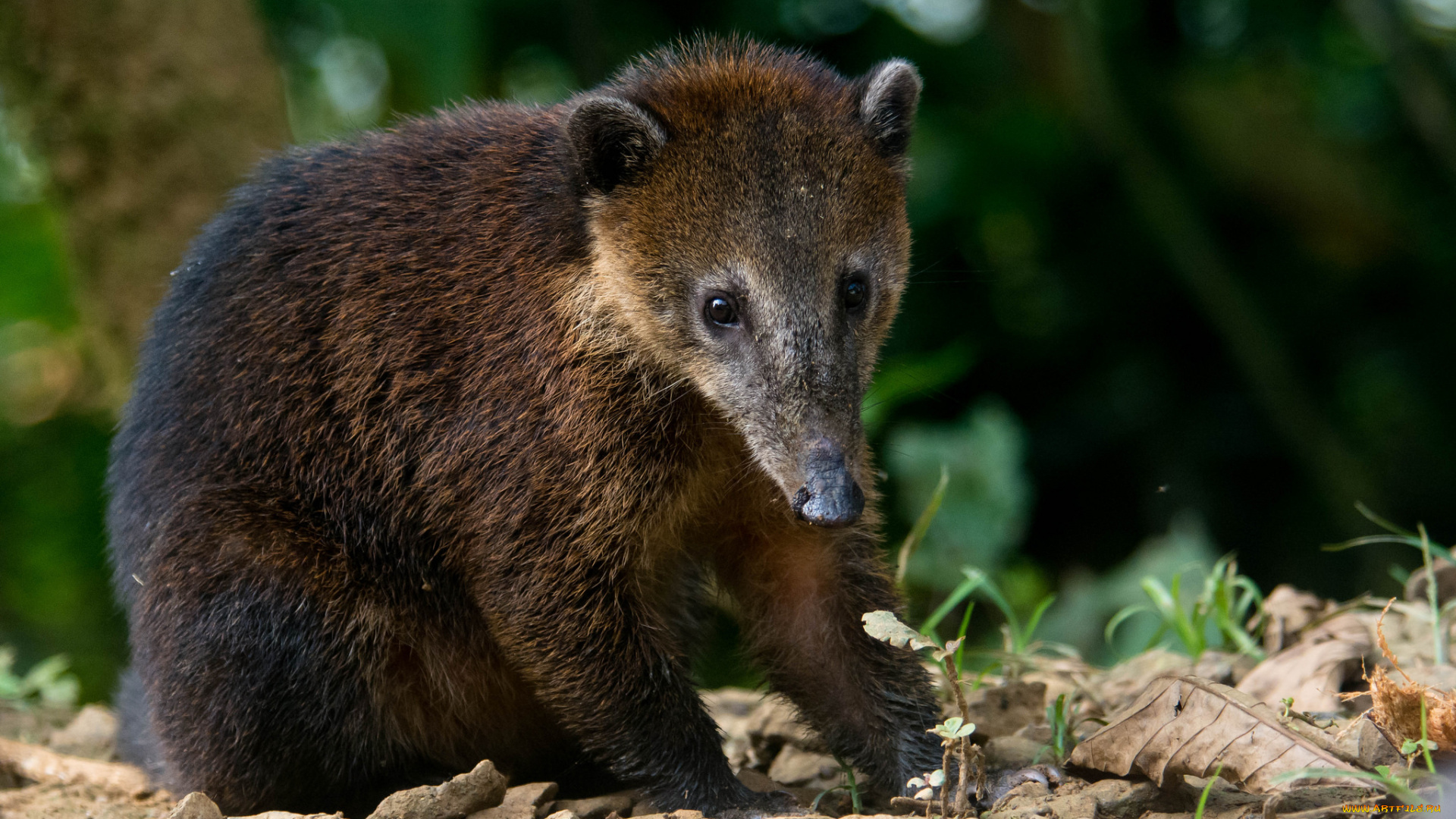 south, american, nasua, животные, -, другое, носуха
