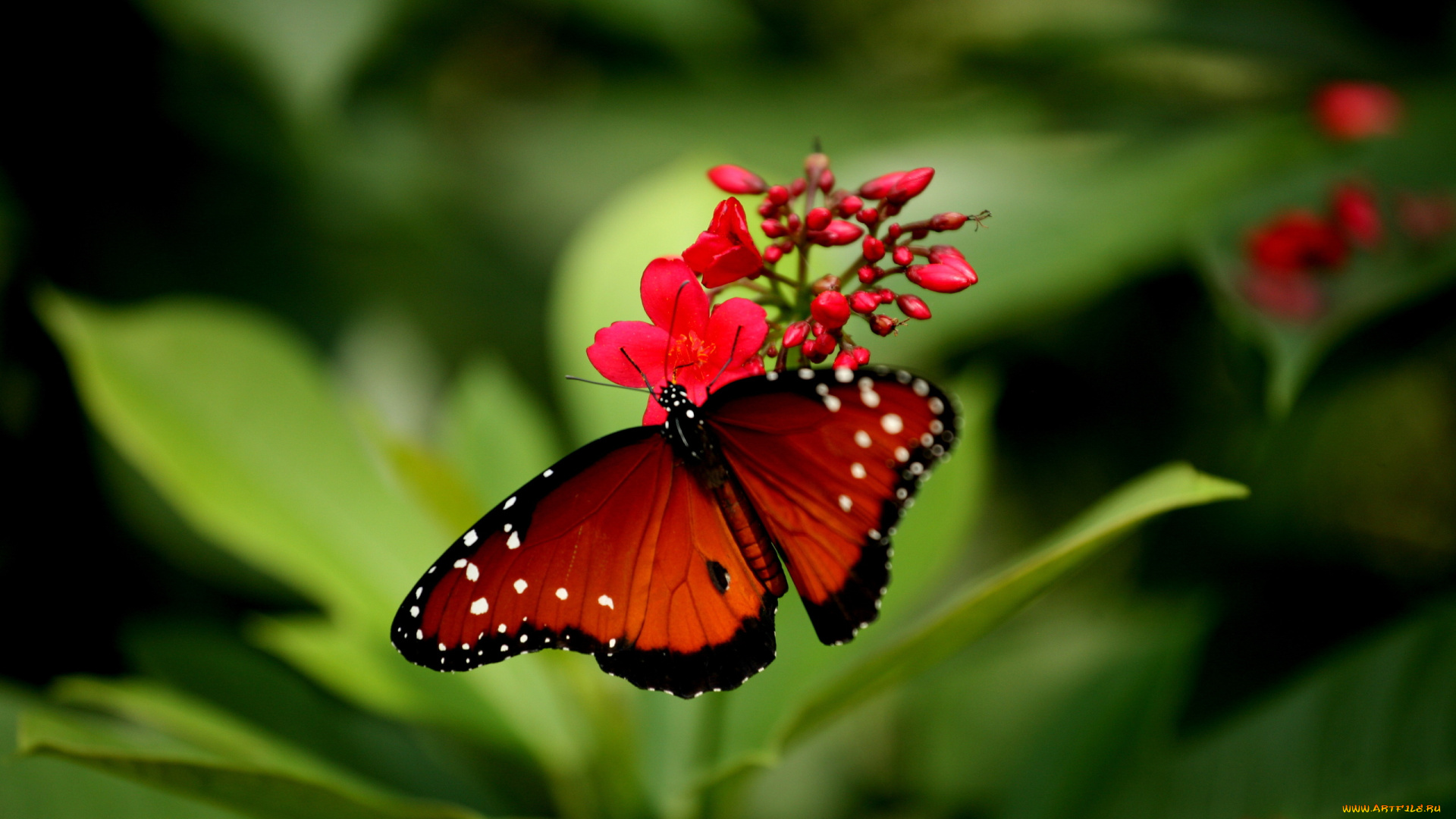 животные, бабочки, , мотыльки, , моли, листья, цветок, бабочка