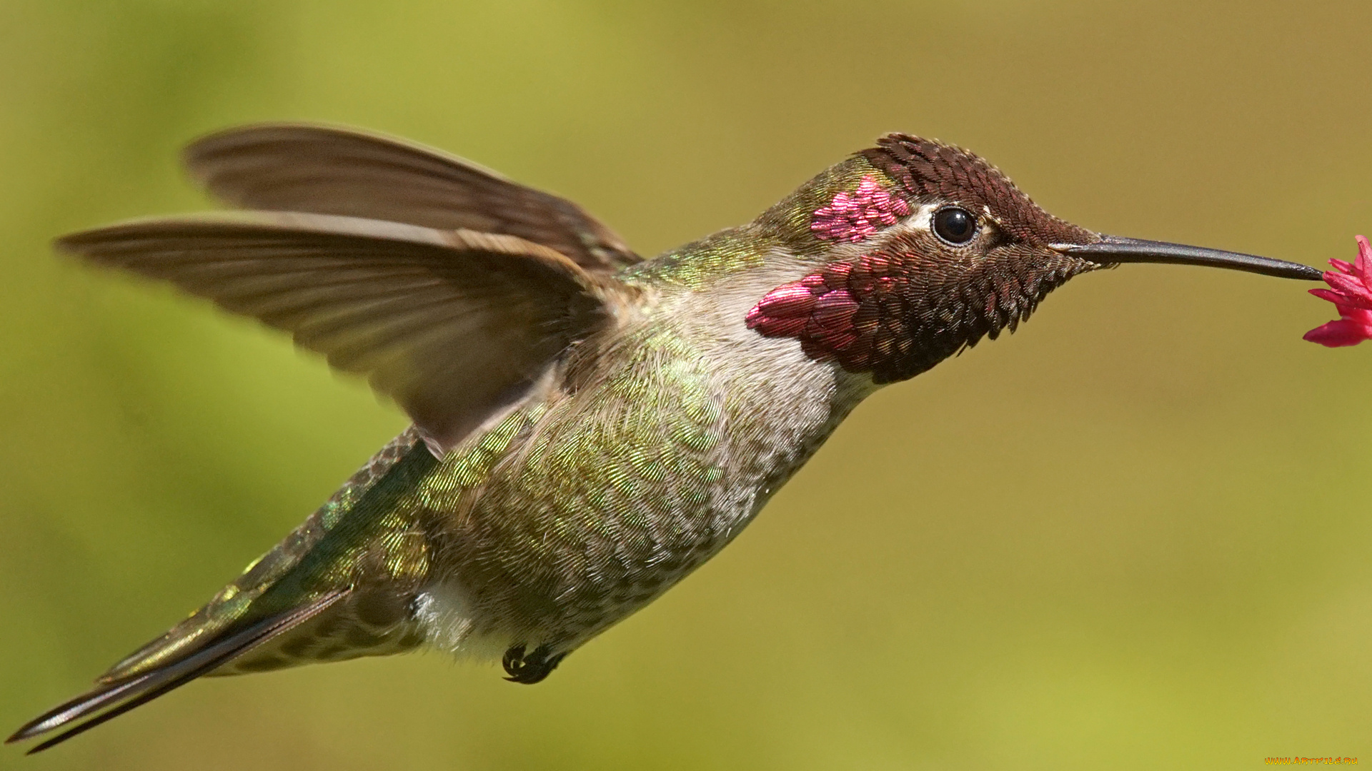 животные, колибри, птичка
