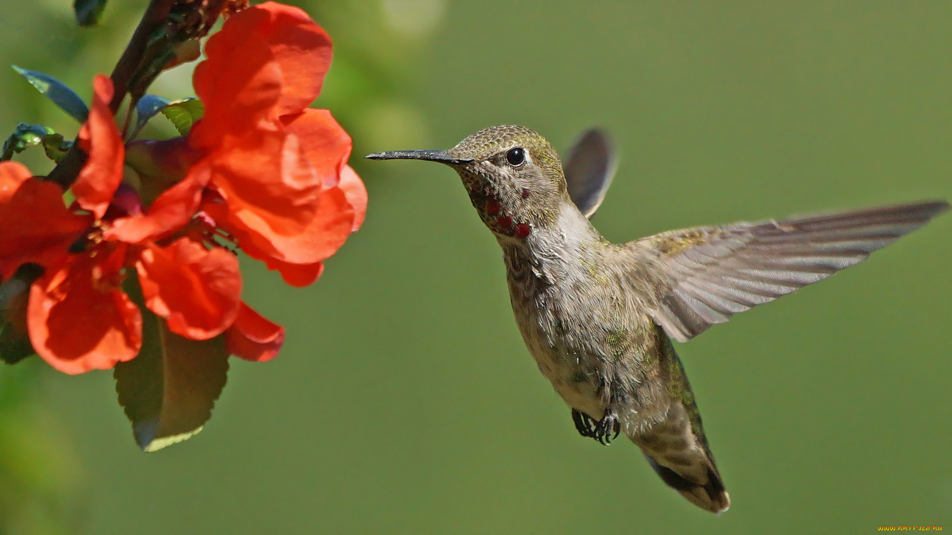 животные, колибри, птичка