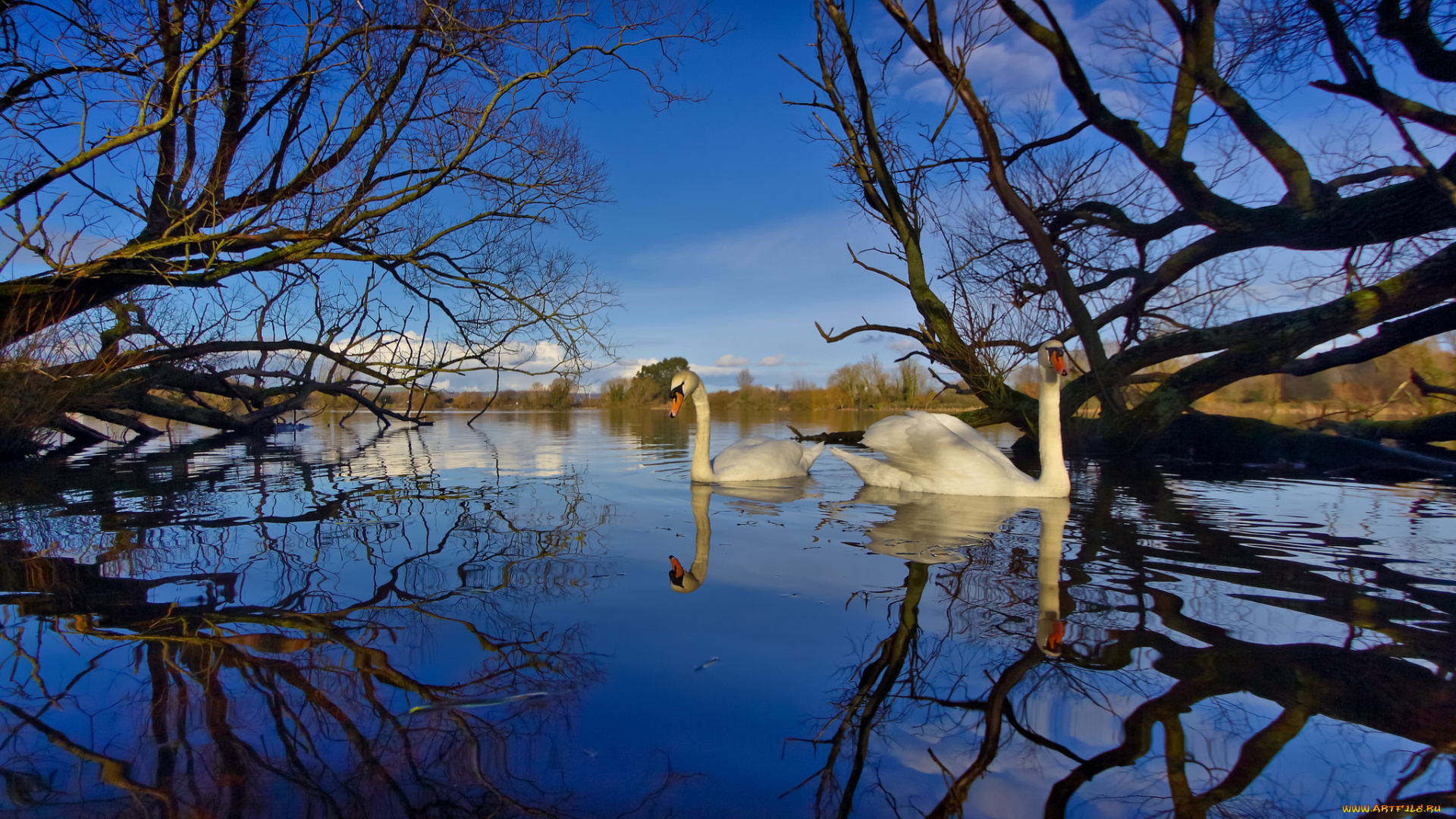 животные, лебеди, река, лебедь