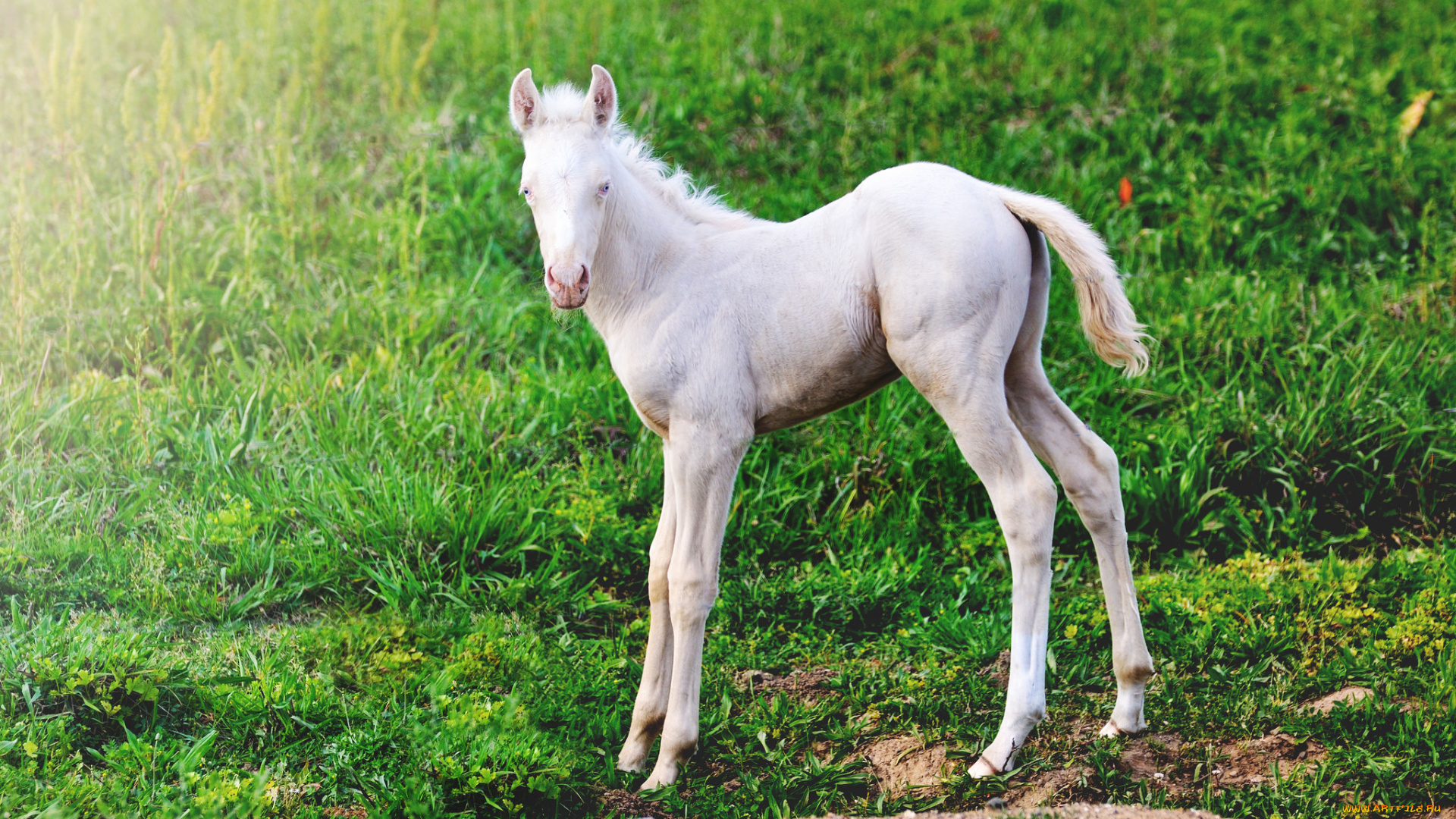 животные, лошади, жеребенок