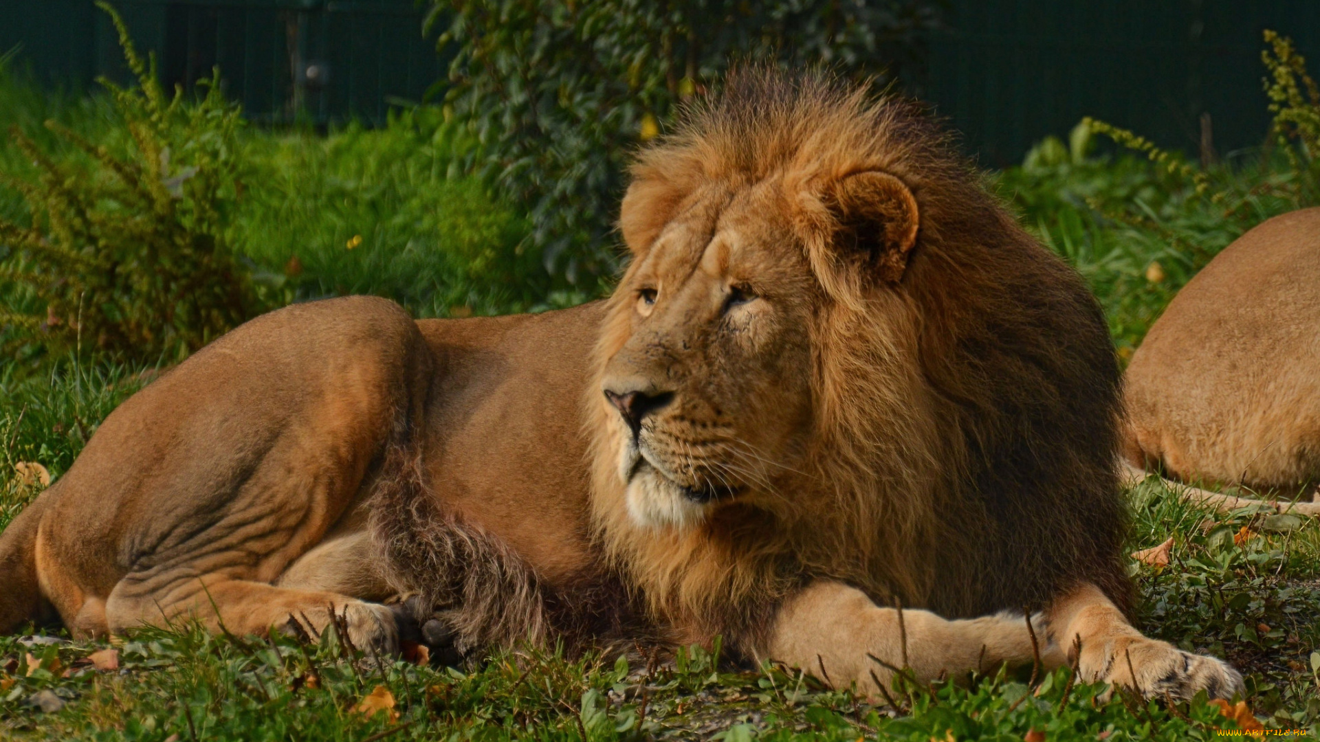 животные, львы, тигр