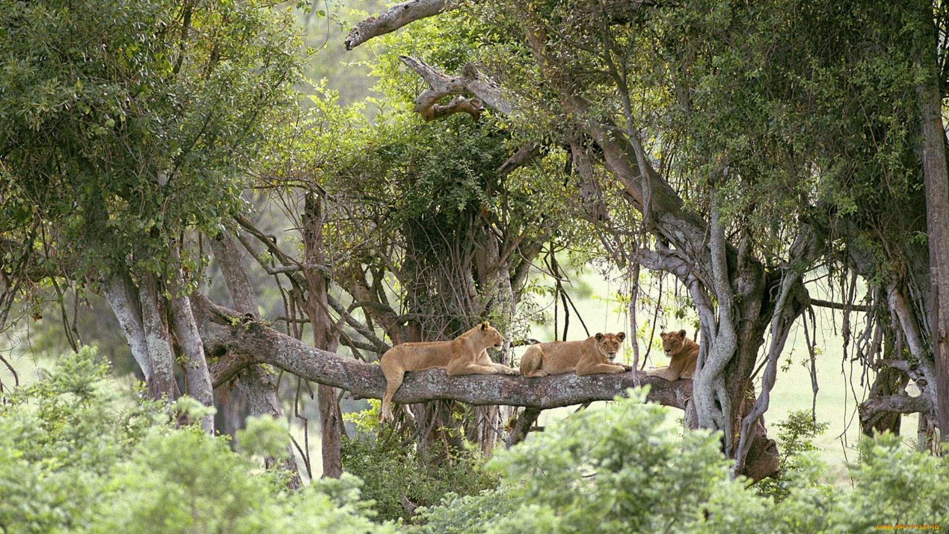 животные, львы, ветка, деревья, кусты, джунгли, львицы