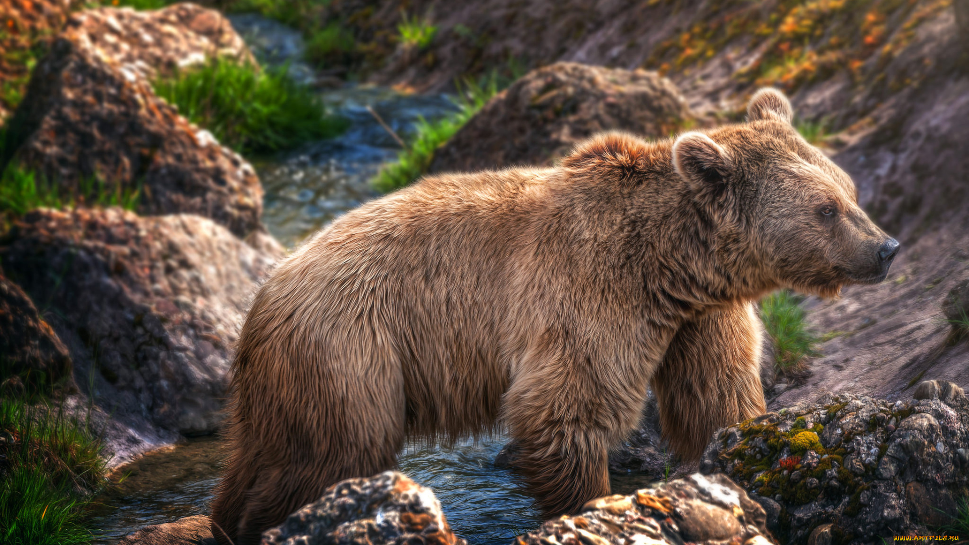 животные, медведи, косолапый