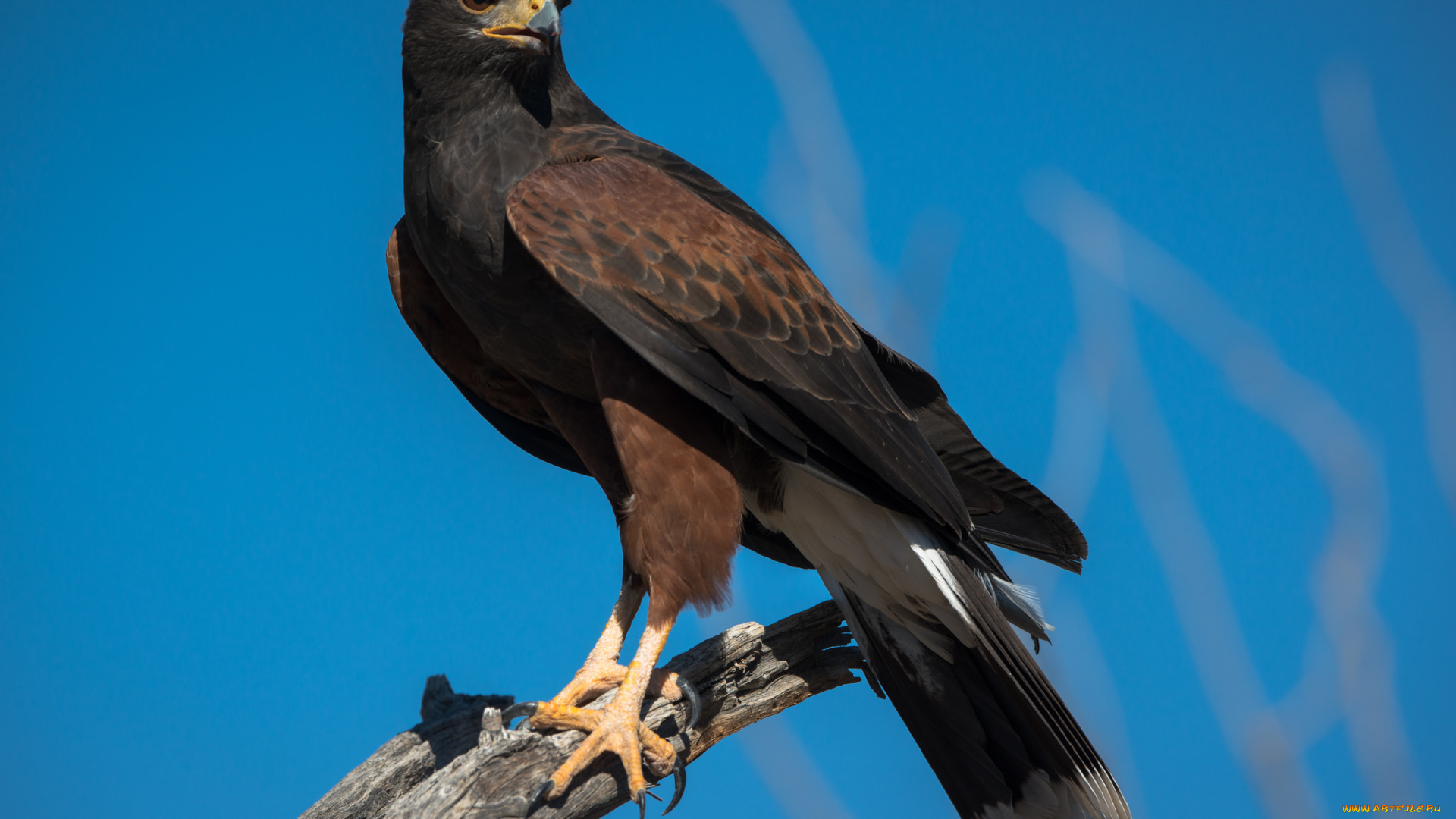 животные, птицы, -, хищники, орел