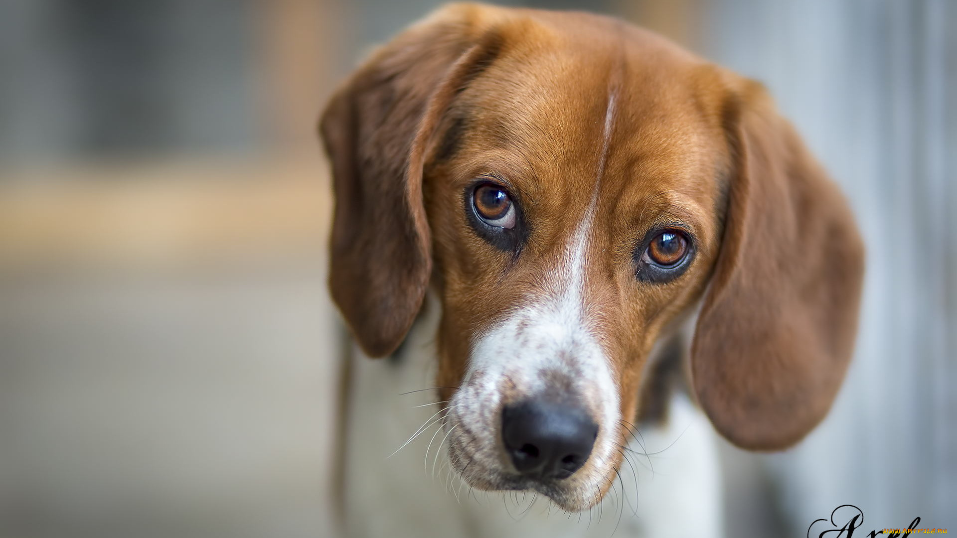 животные, собаки, взгляд, собака, друг, бигль