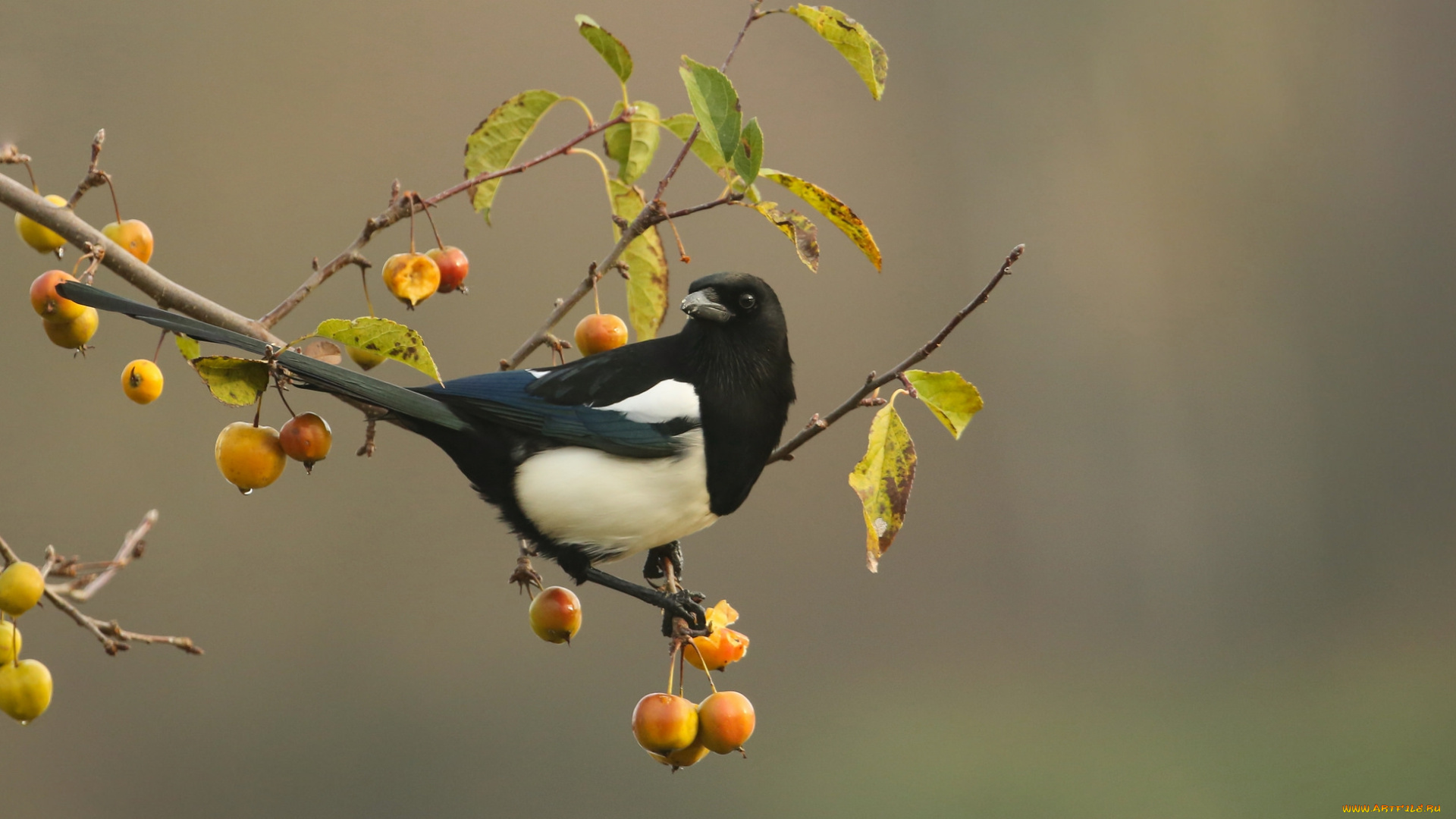 животные, сороки, сорока