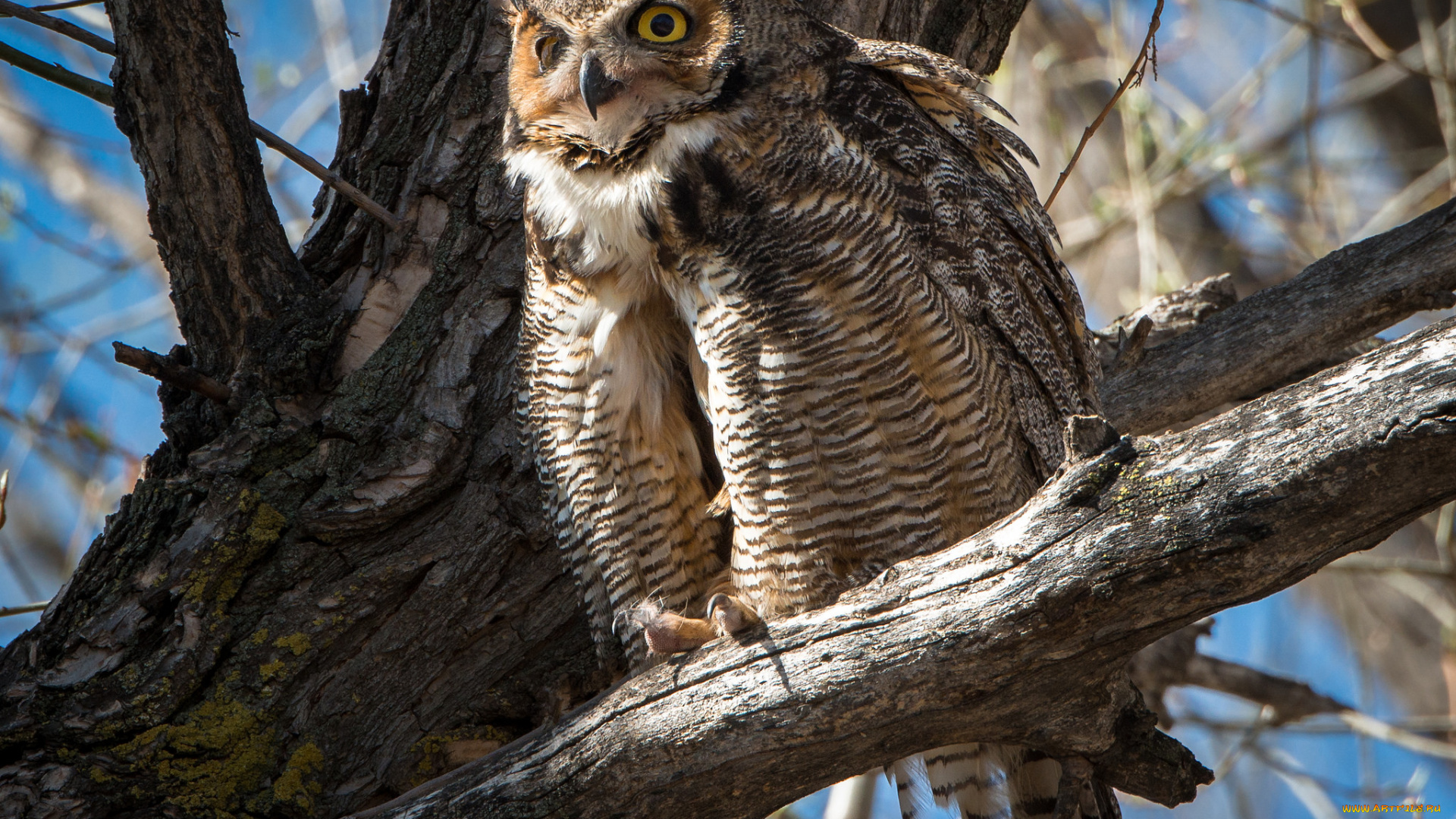 животные, совы, филин