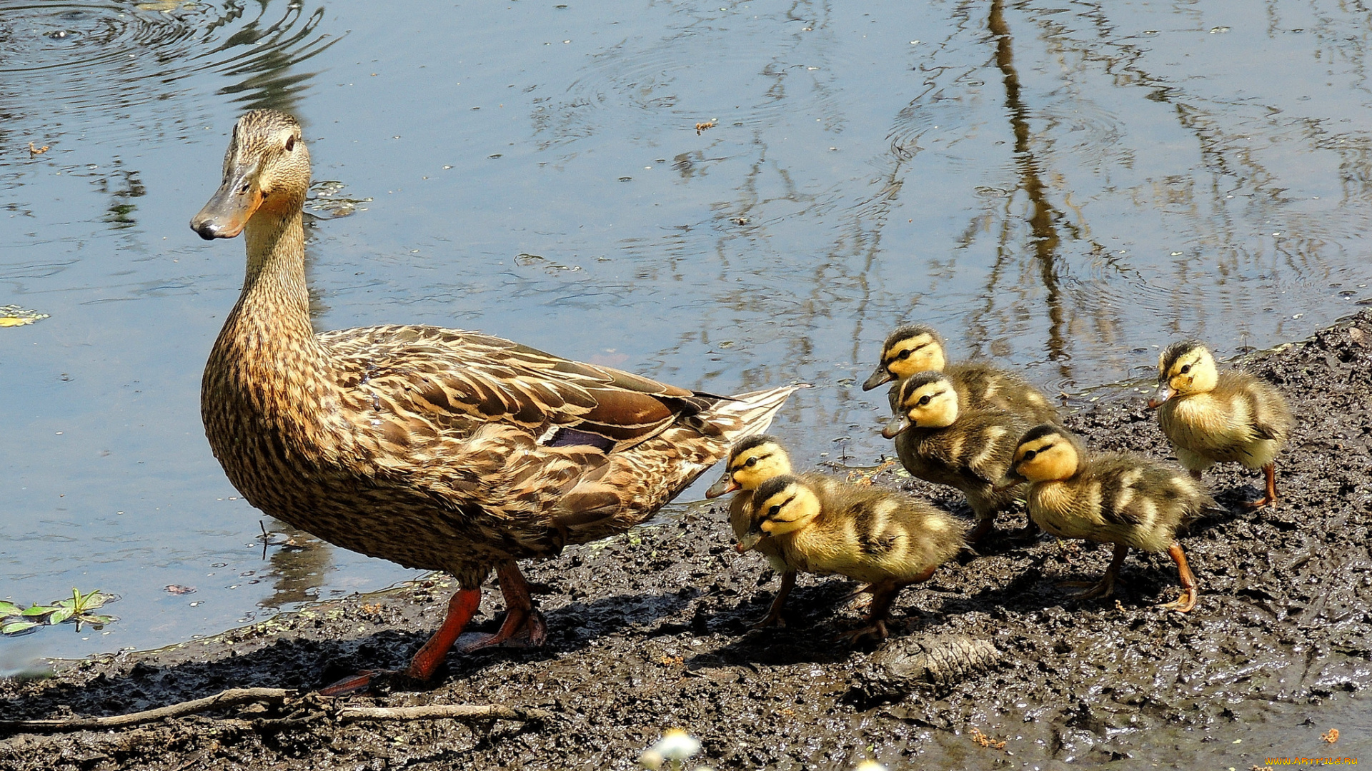 животные, утки, утка, птенцы