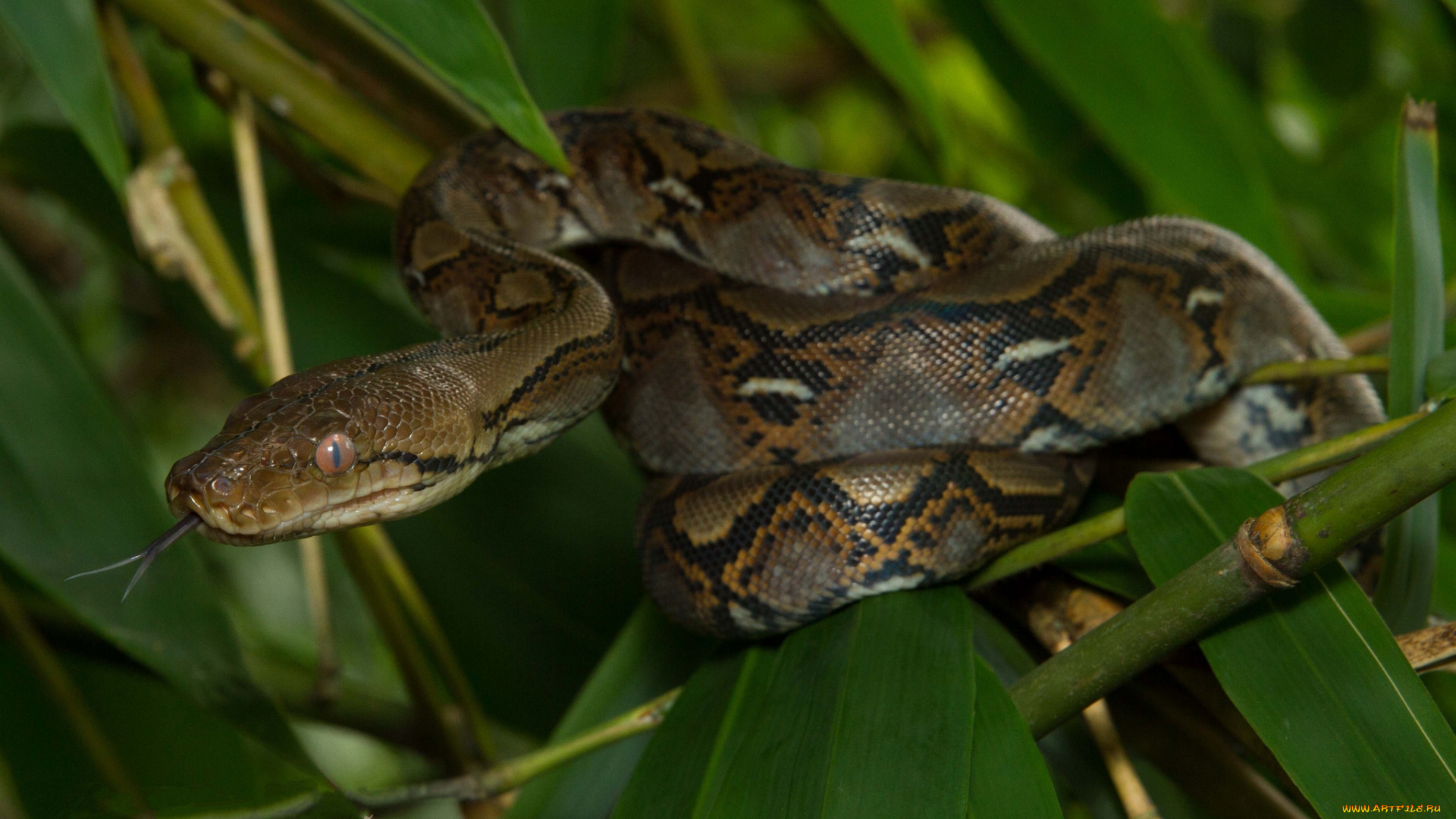 животные, змеи, , питоны, , кобры, удав