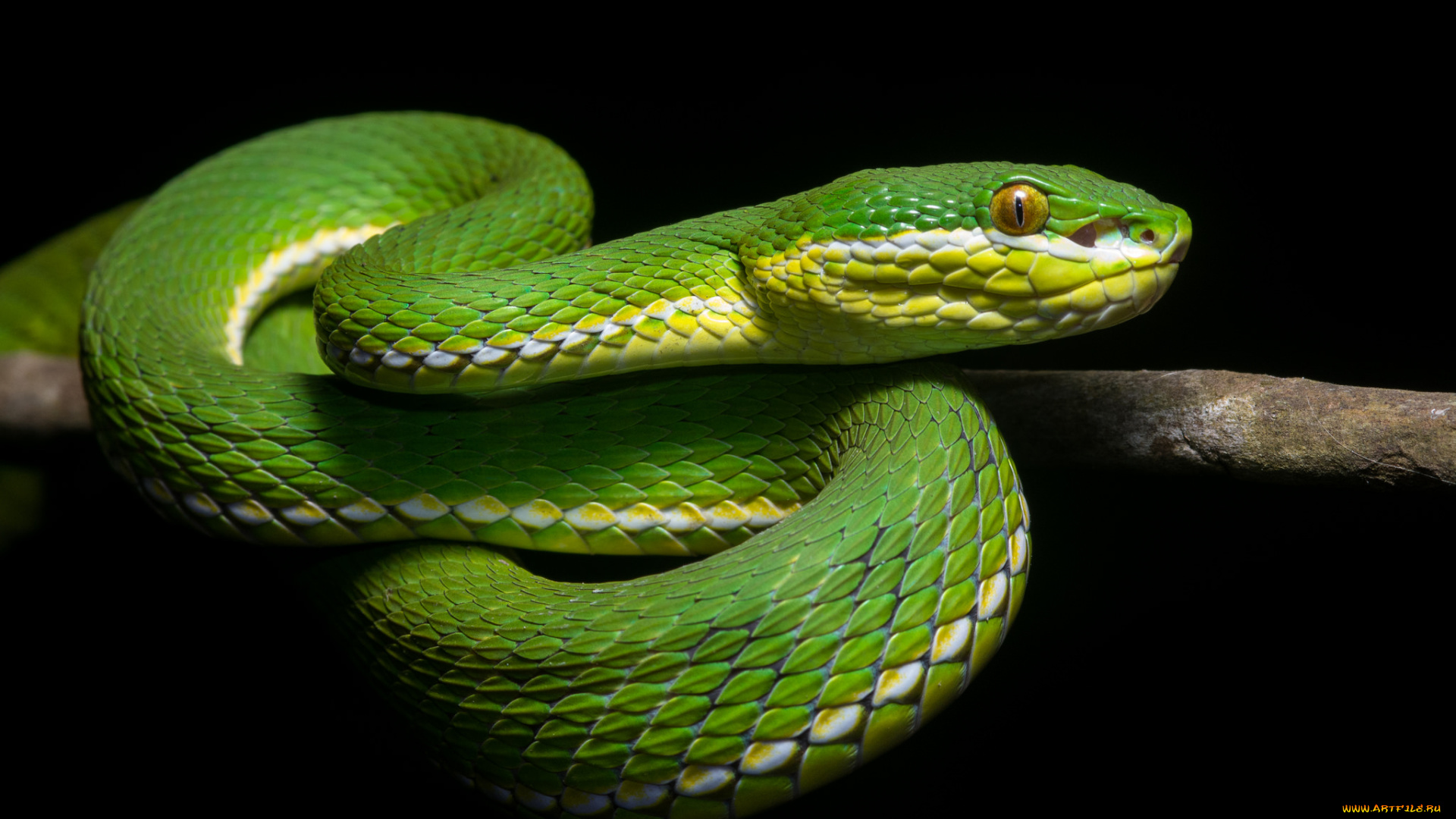 животные, змеи, , питоны, , кобры, зеленая, змея