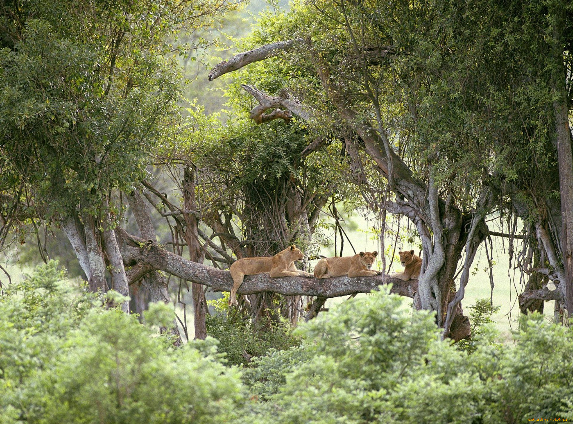 животные, львы, ветка, деревья, кусты, джунгли, львицы