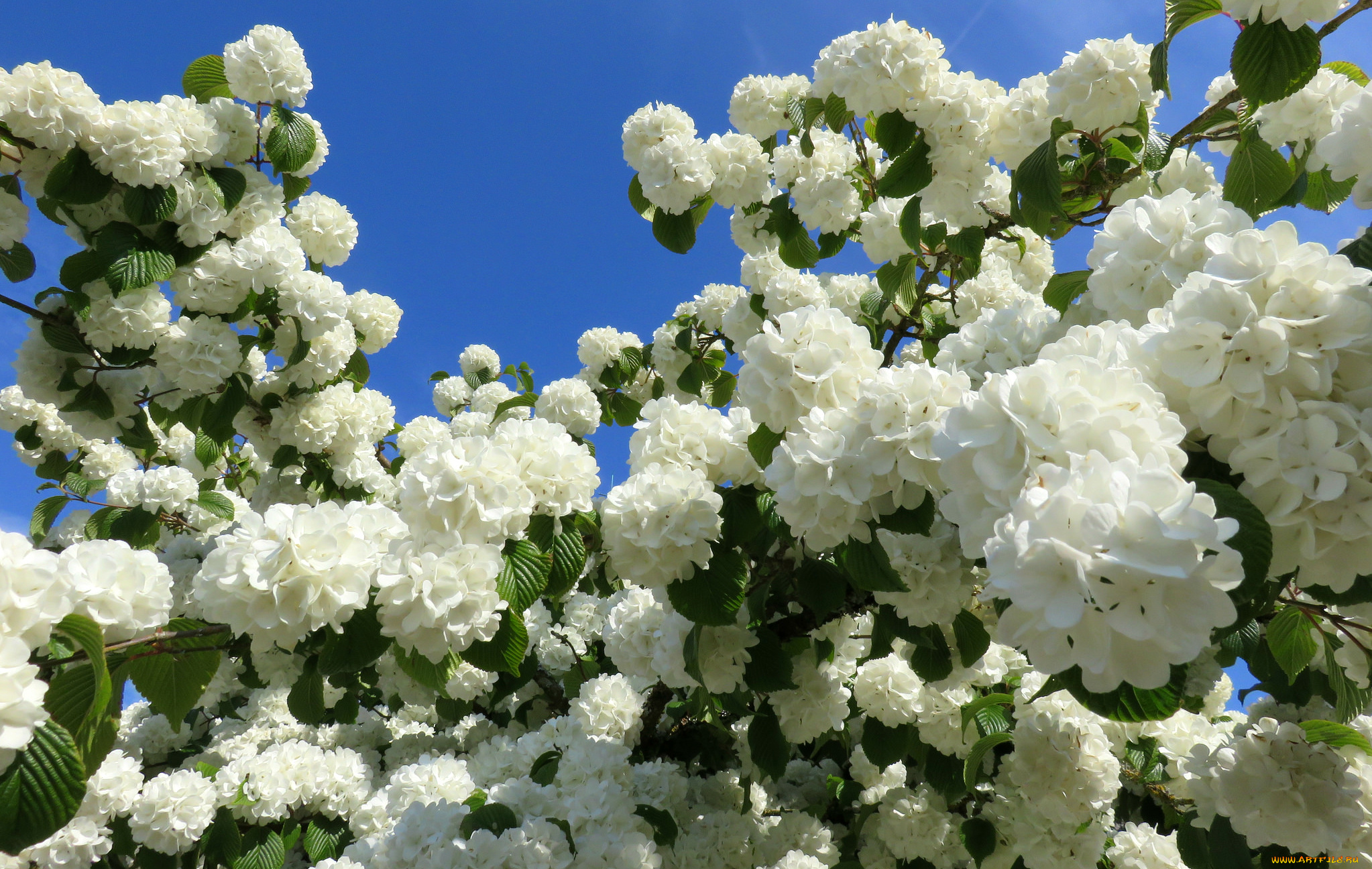цветы, калина, , бульдонеж, белый, шары, калина, небо, весна, куст