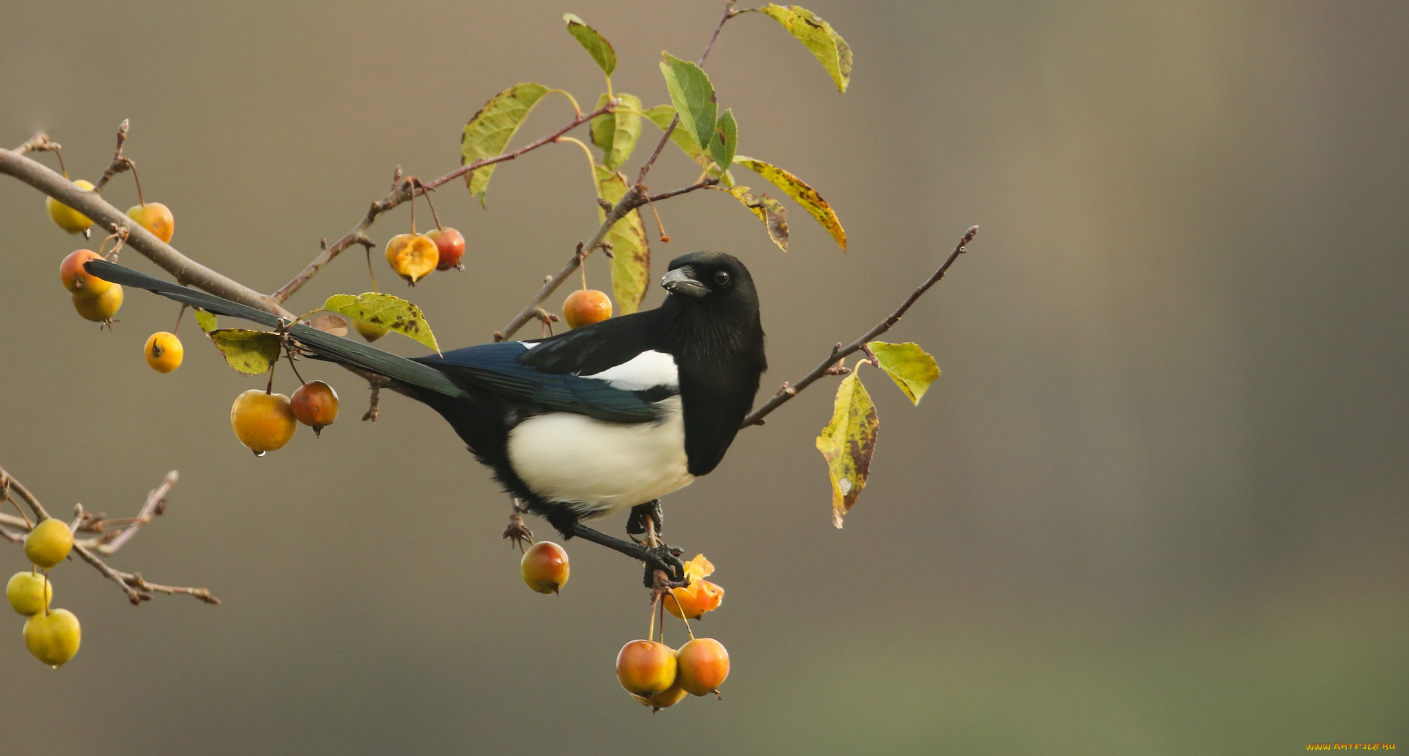 животные, сороки, сорока