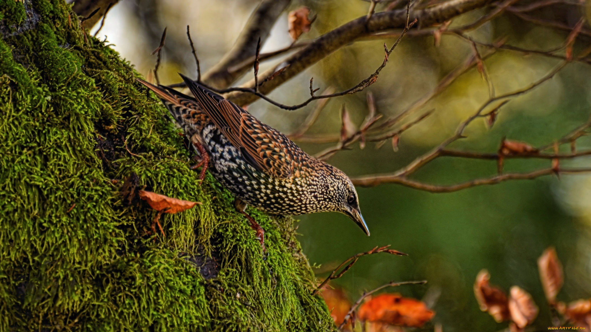 животные, птицы, скворец