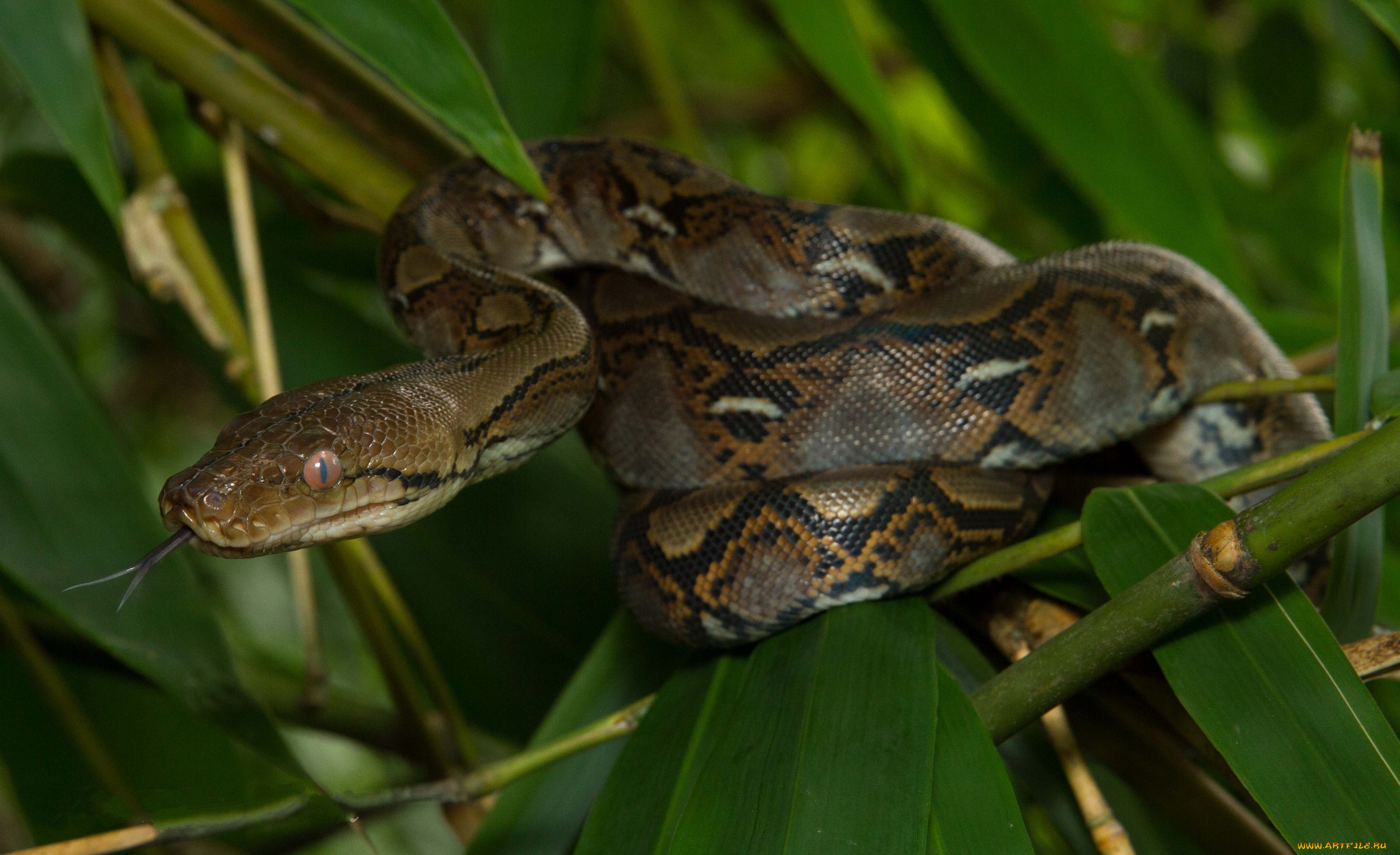 животные, змеи, , питоны, , кобры, удав
