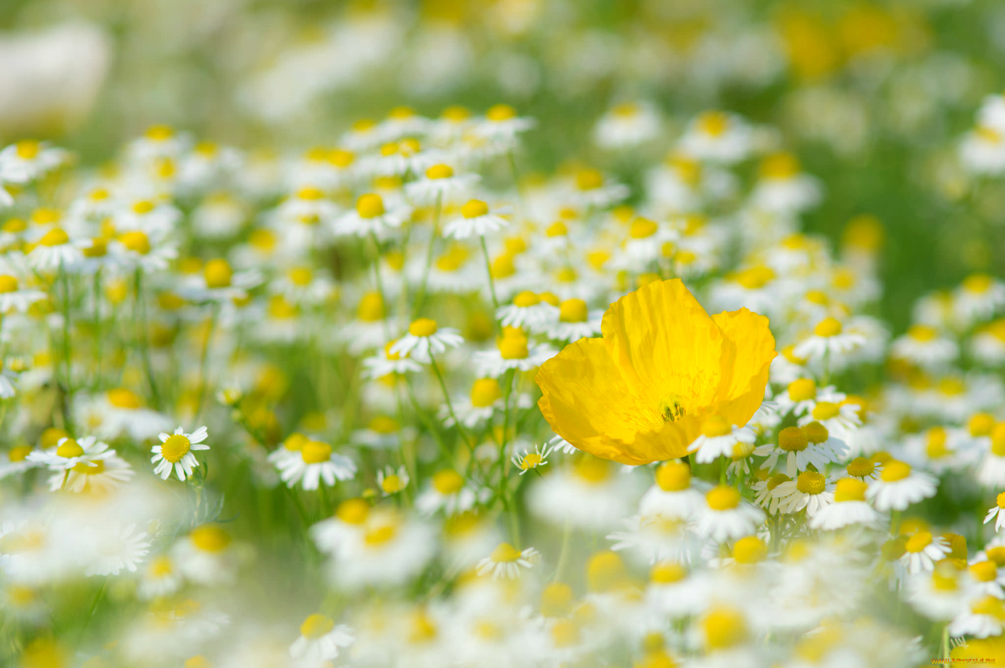 цветы, разные, вместе, мак, ромашки, луг