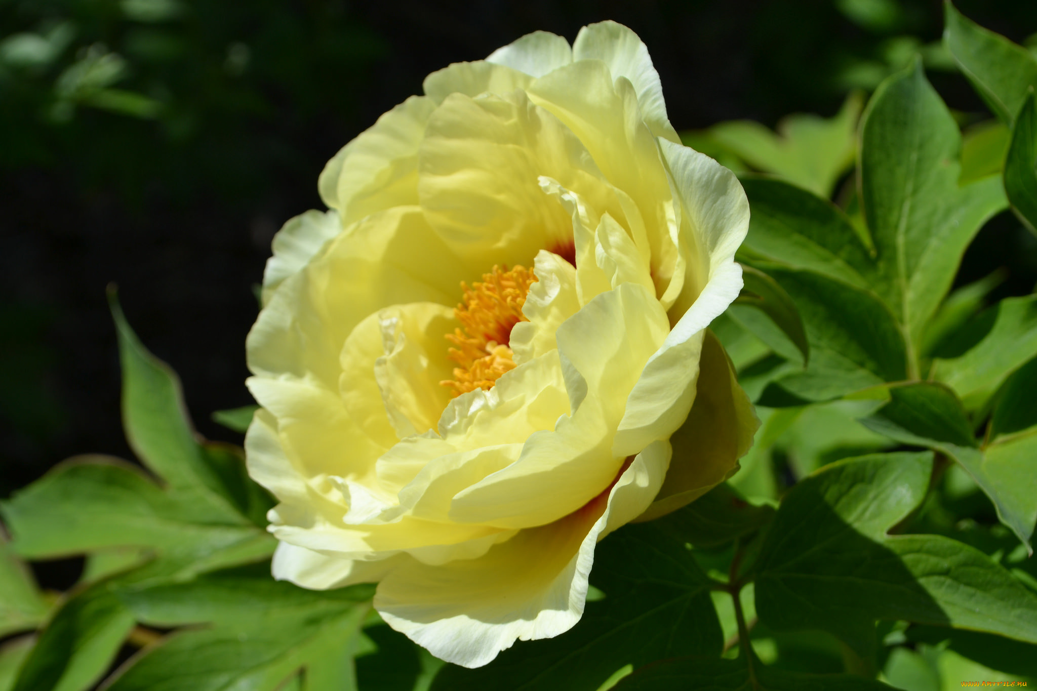 цветы, пионы, лепестки, лето, макро, желтый, пион