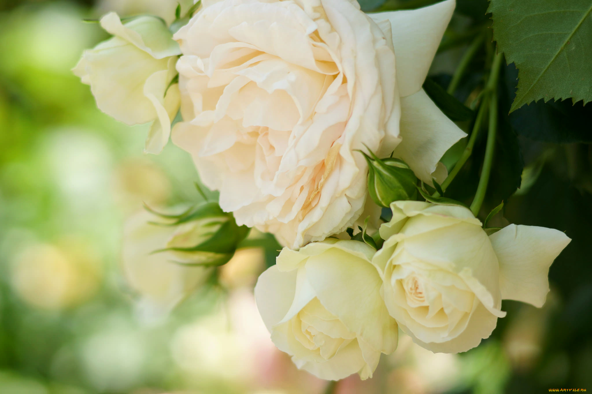 цветы, розы, нежность, лепестки, кремовые