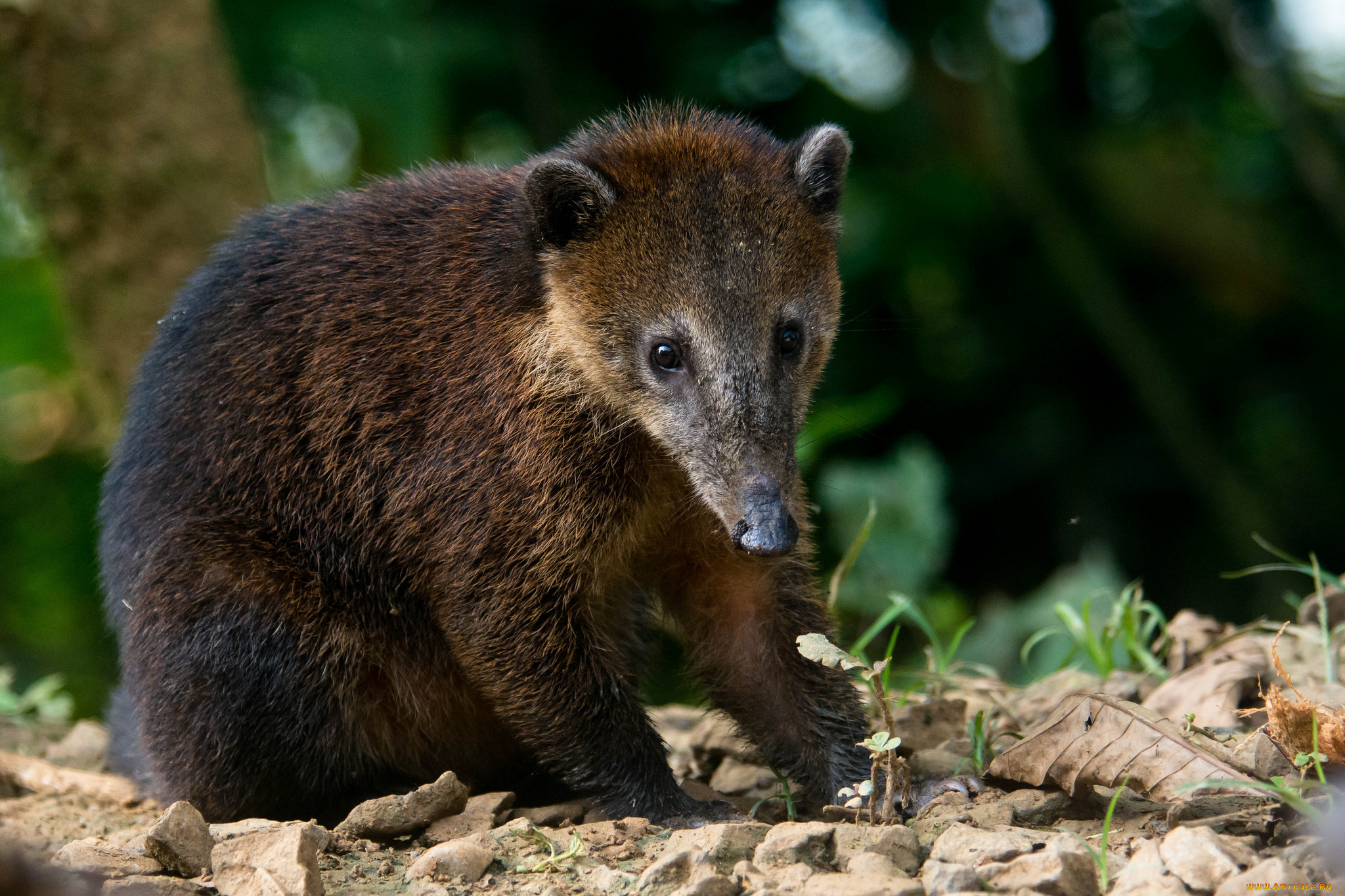 south, american, nasua, животные, -, другое, носуха