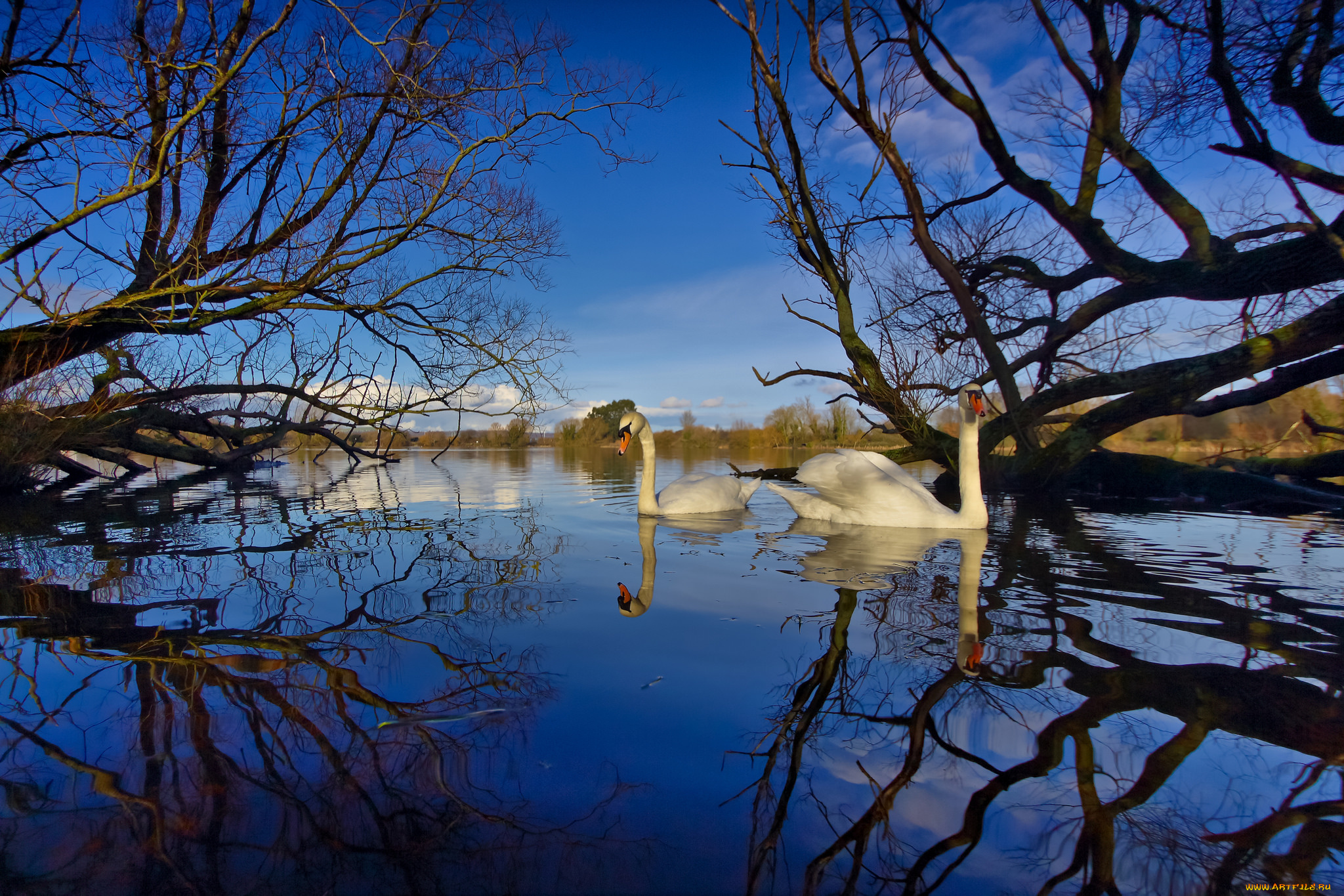 животные, лебеди, река, лебедь