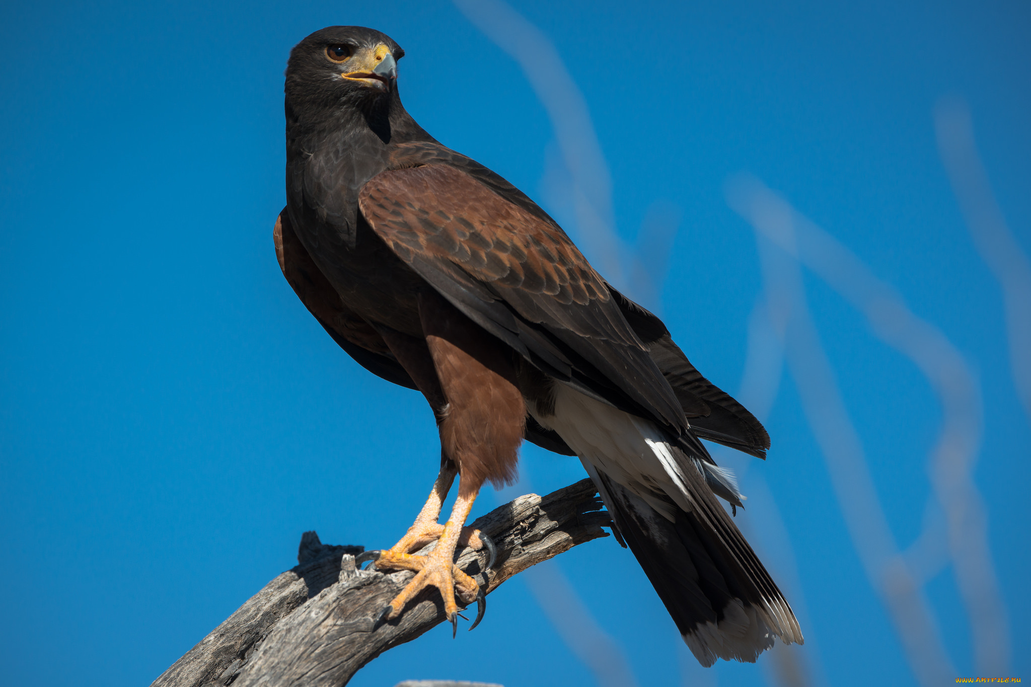 животные, птицы, -, хищники, орел