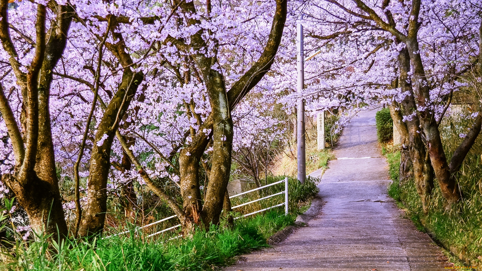 природа, парк, деревья, цветение, весна, аллея, дорожка