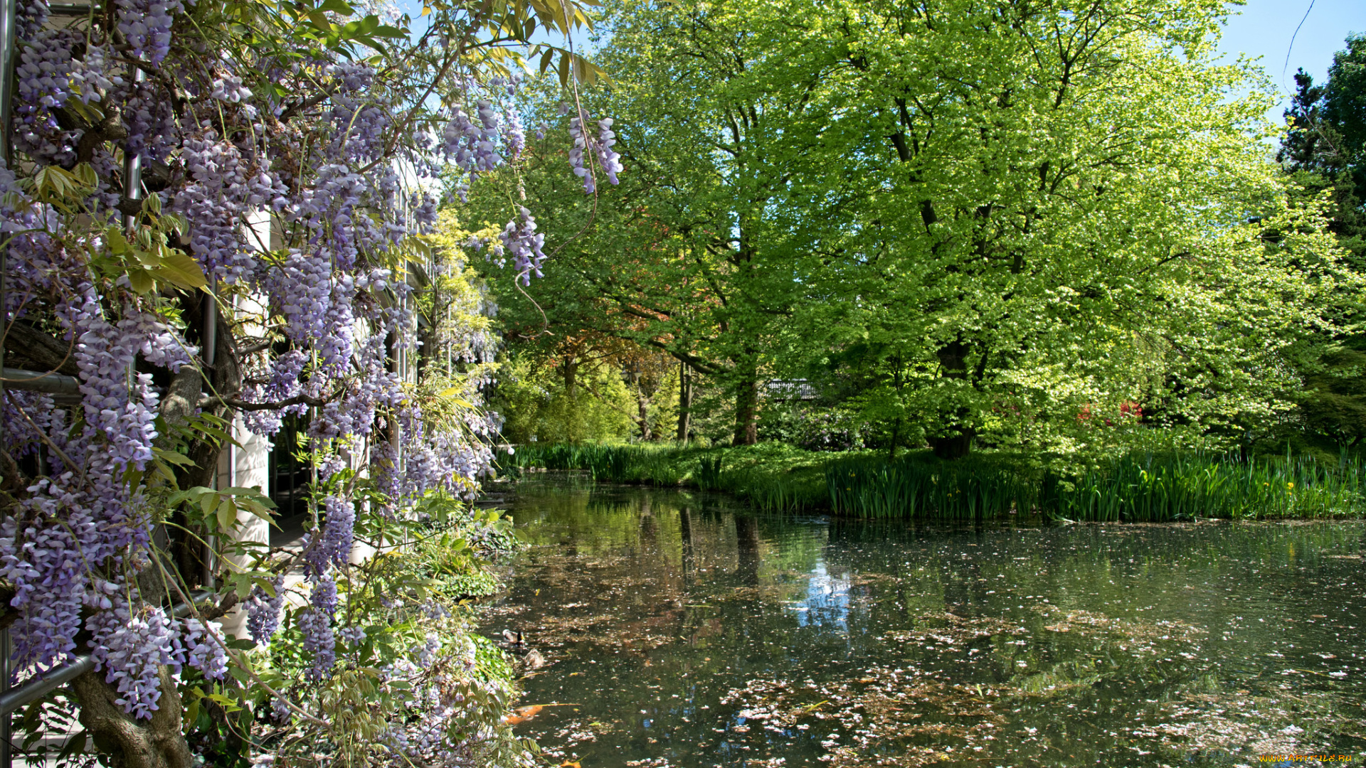 природа, реки, озера, река, лес