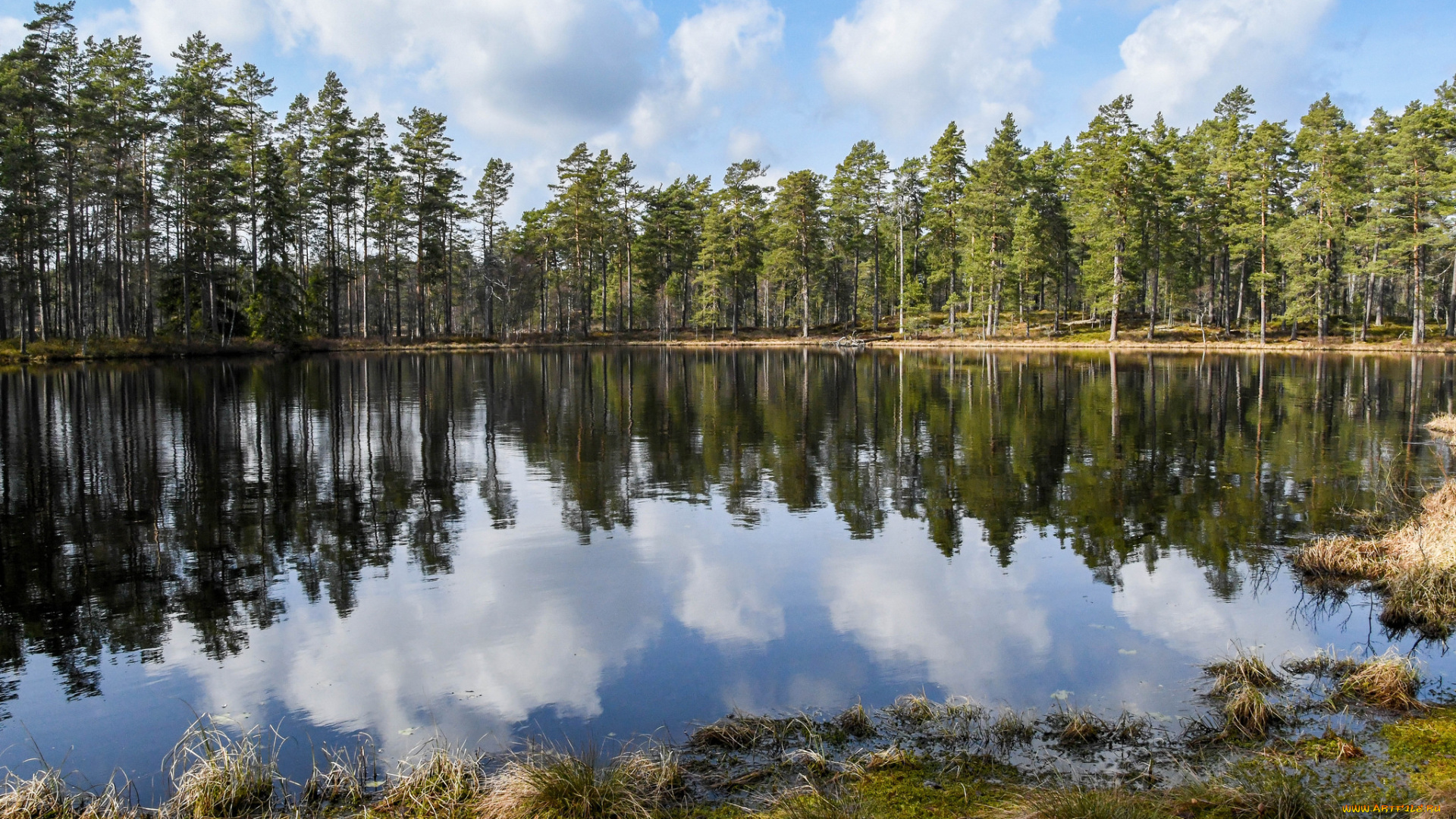 природа, реки, озера, река, лес