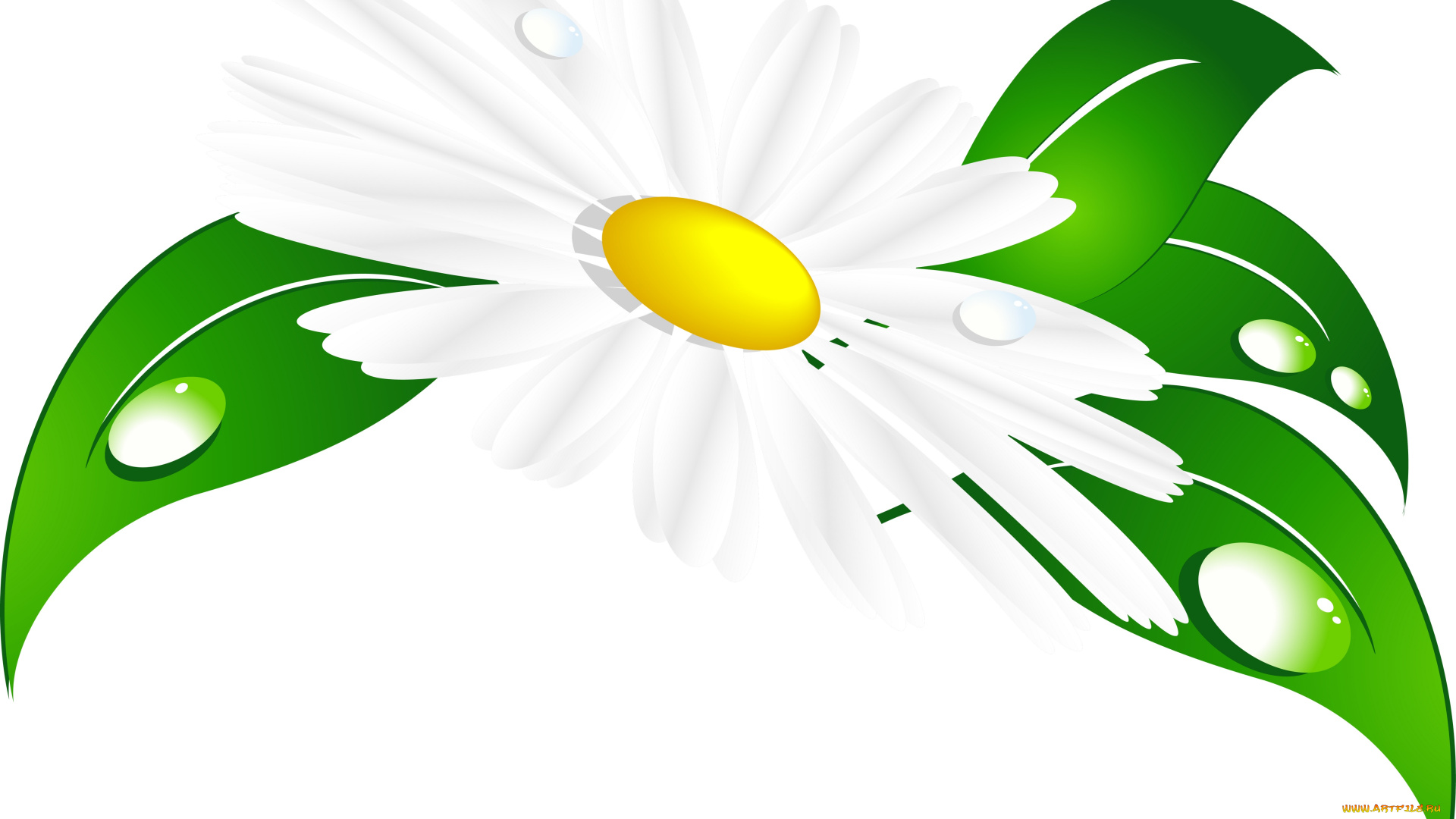 векторная, графика, цветы, , flowers, листья, ромашка, фон, капли, лепестки