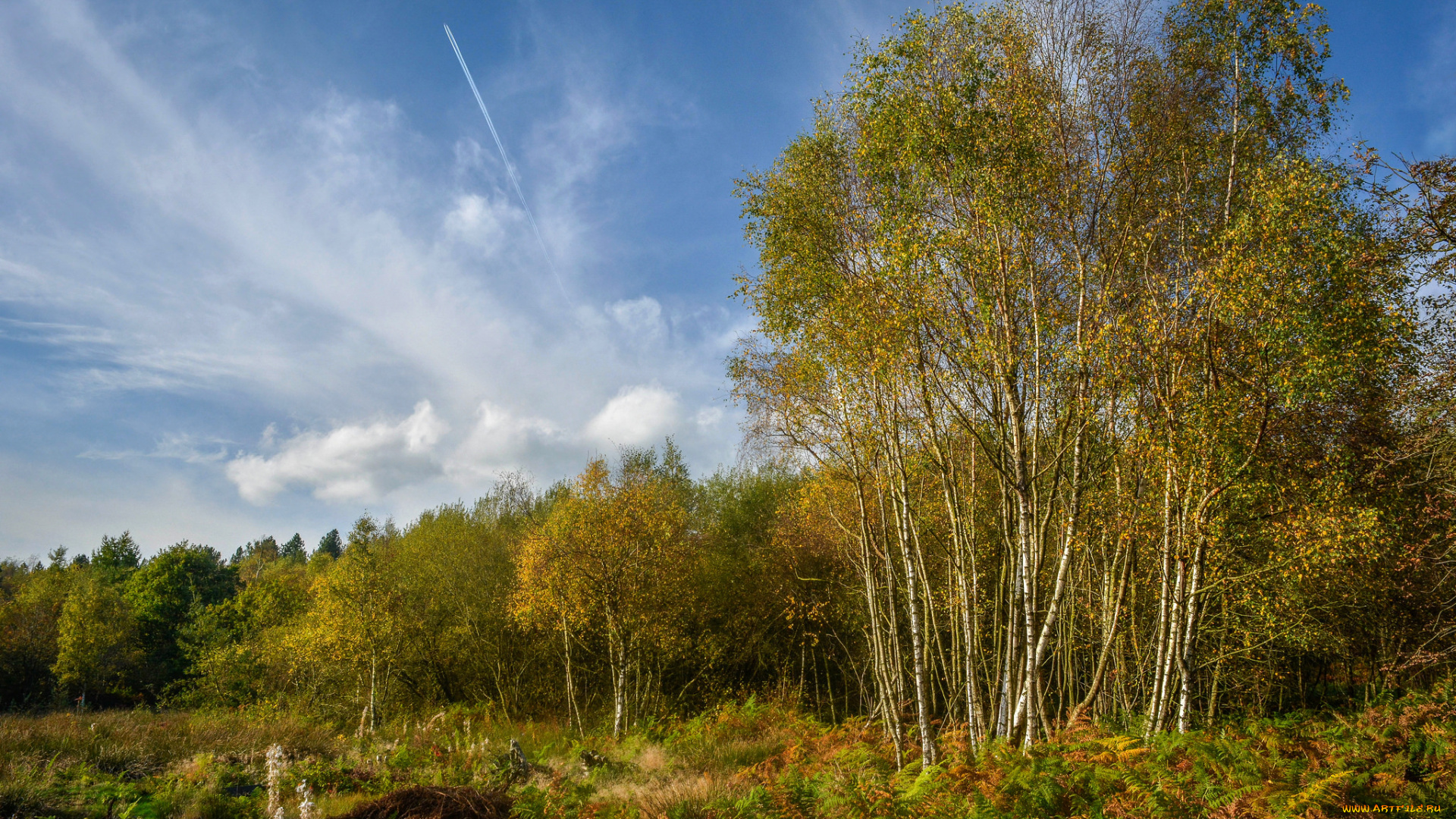 природа, лес, простор