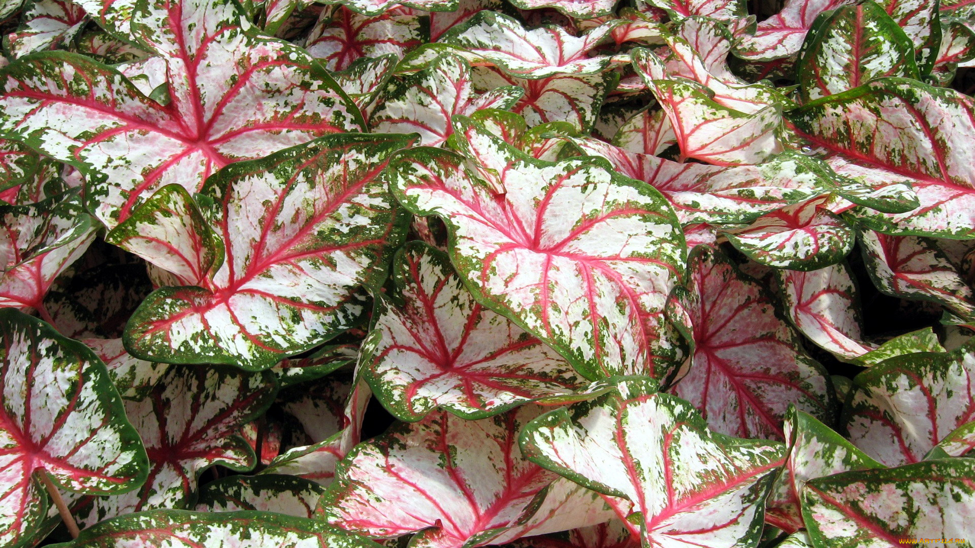 природа, листья, пестрые