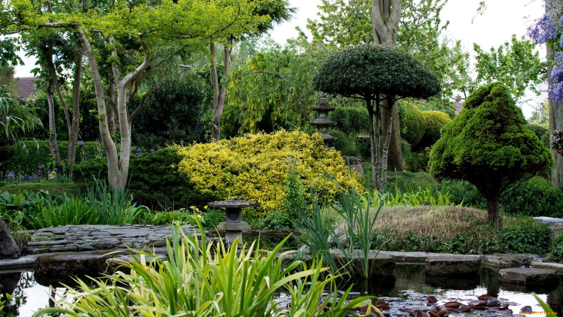 природа, парк, японский, садик