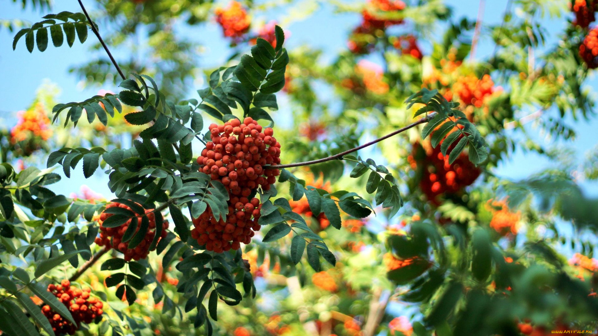 природа, Ягоды, , рябина, ягоды