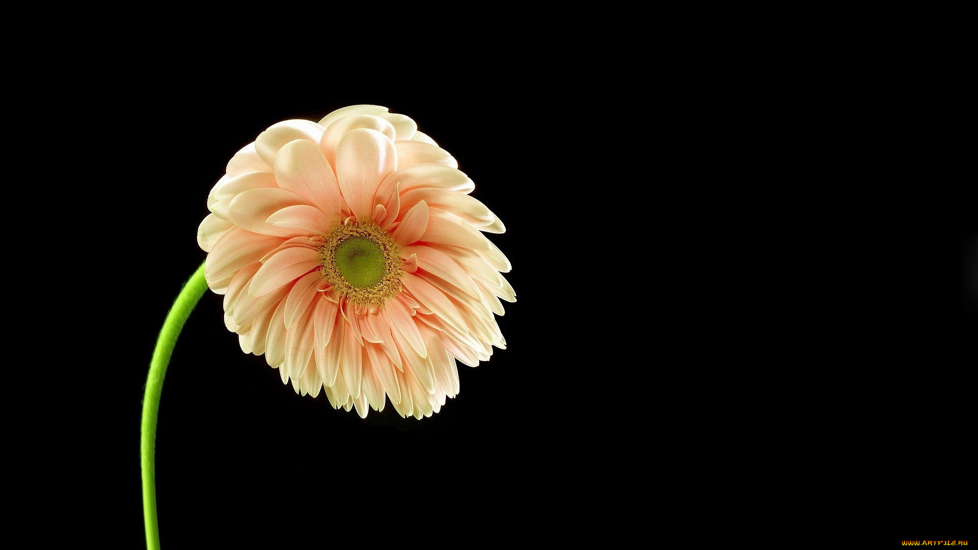 цветы, герберы, поникшая, гербера